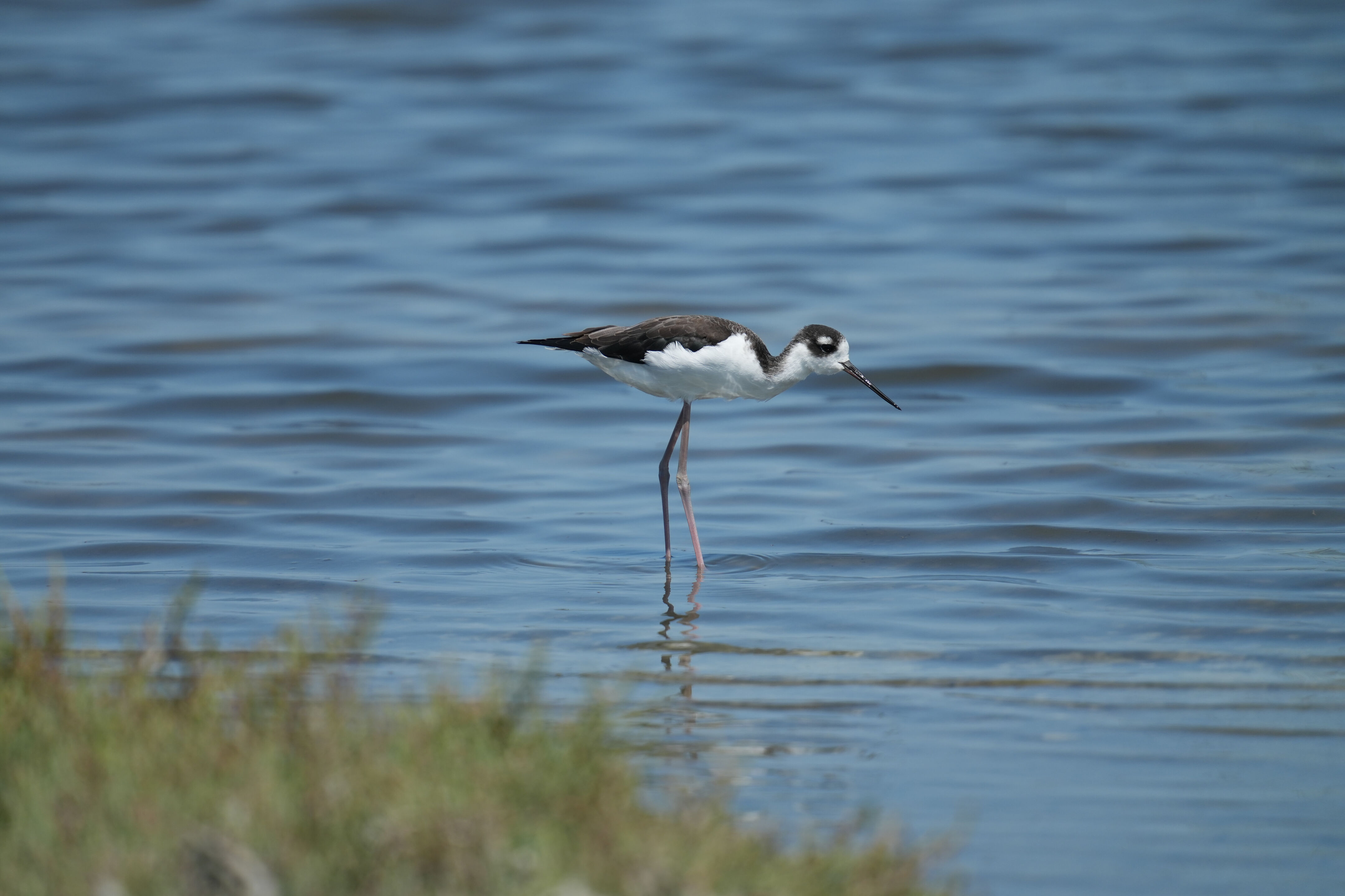 Baylands Nature Preserve