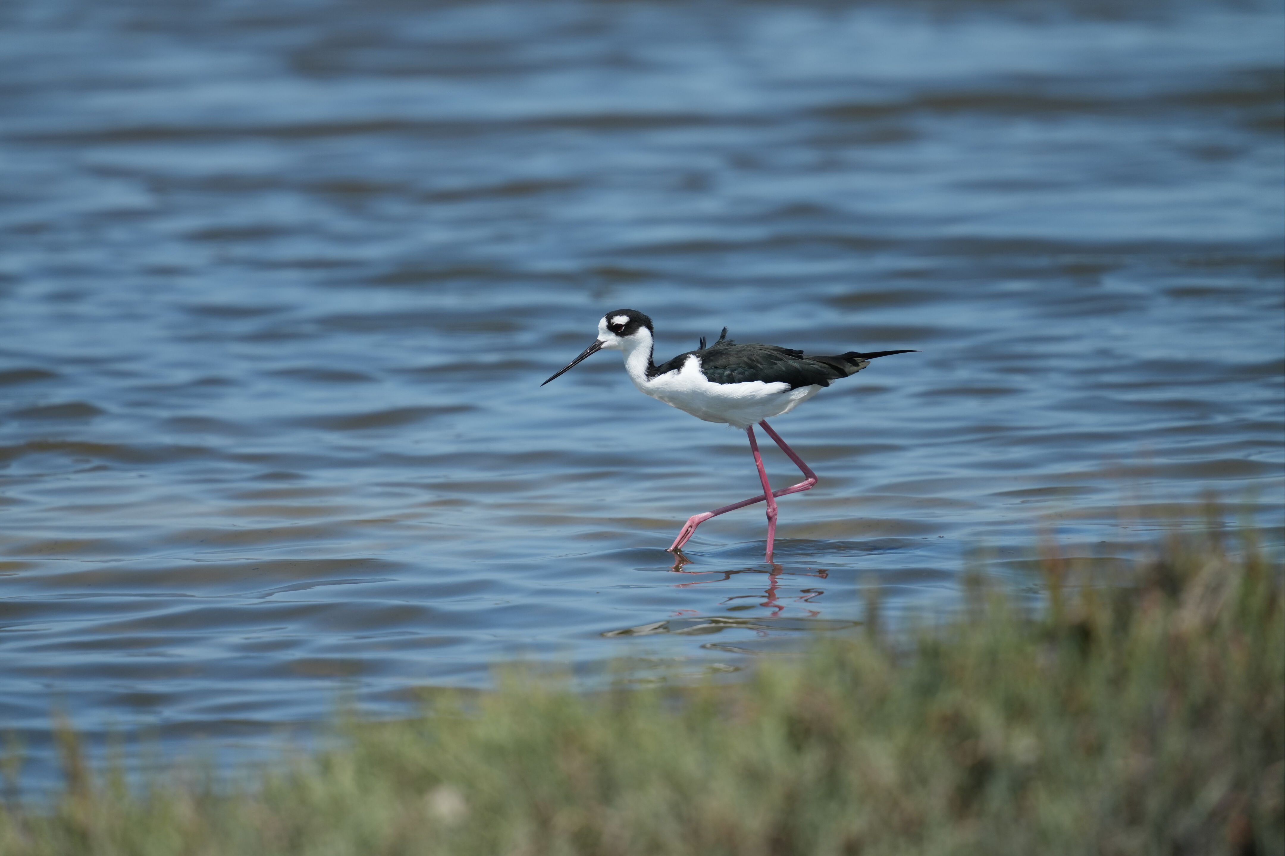 Baylands Nature Preserve