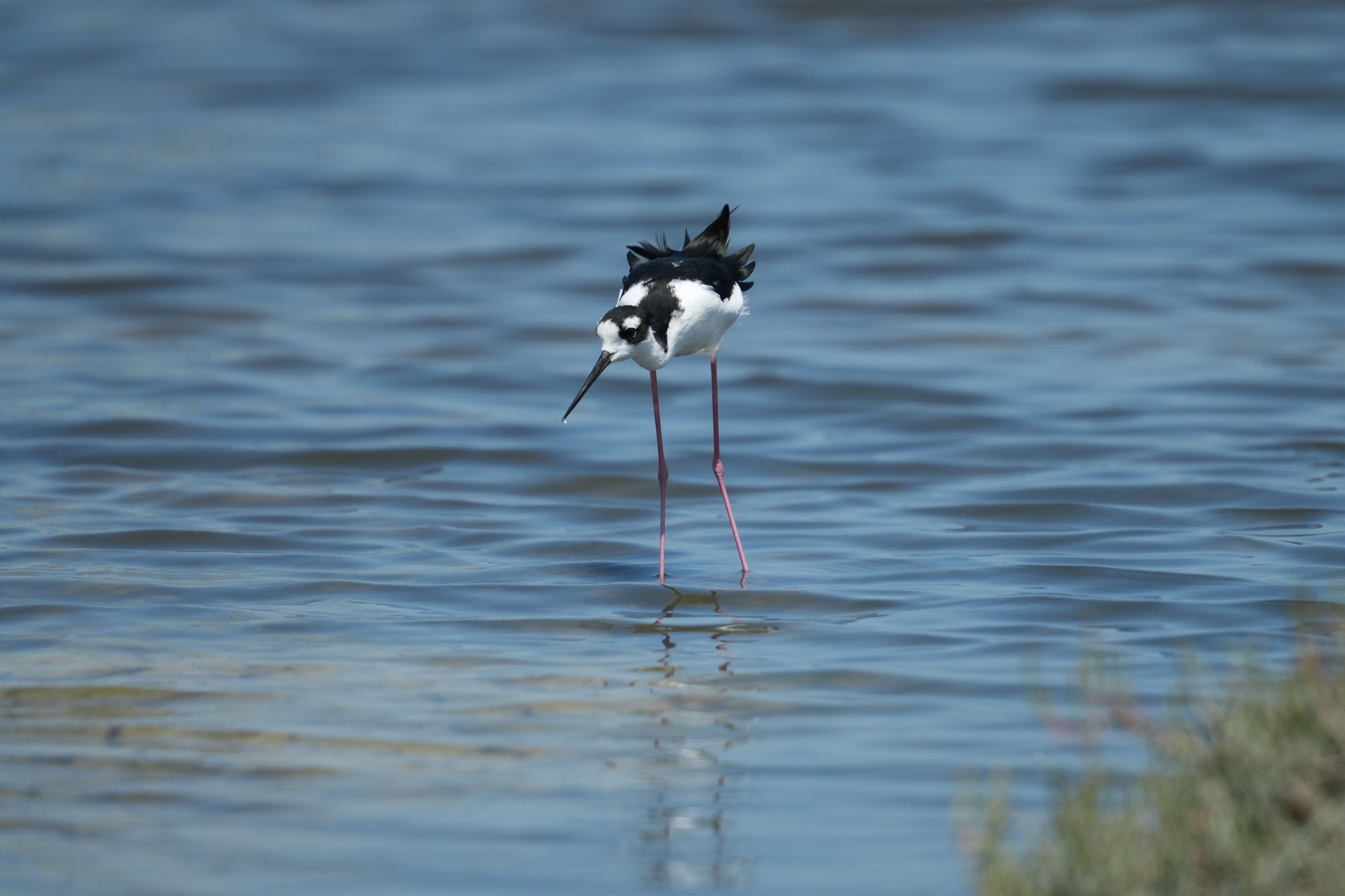 Baylands Nature Preserve