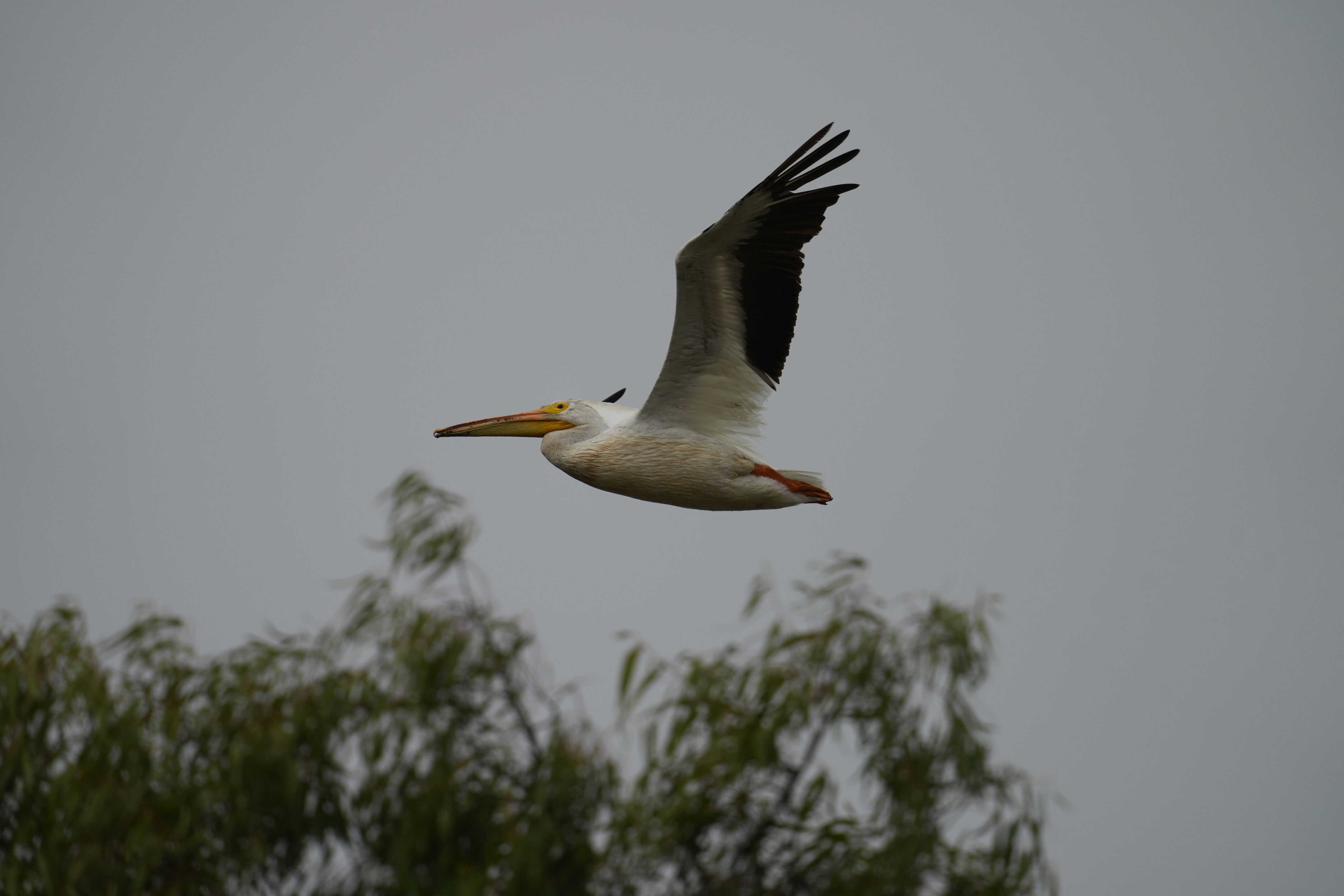 Baylands Nature Preserve