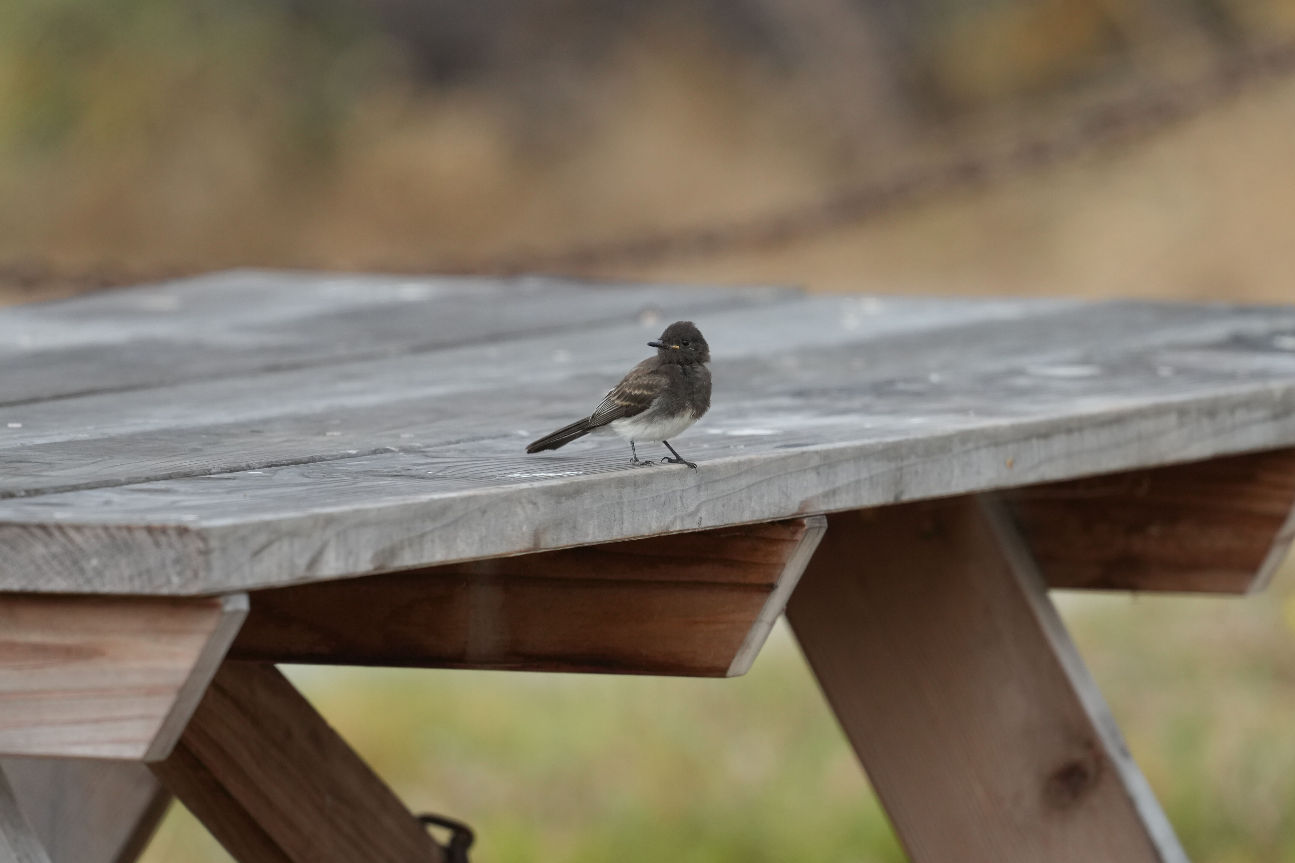 Baylands Nature Preserve