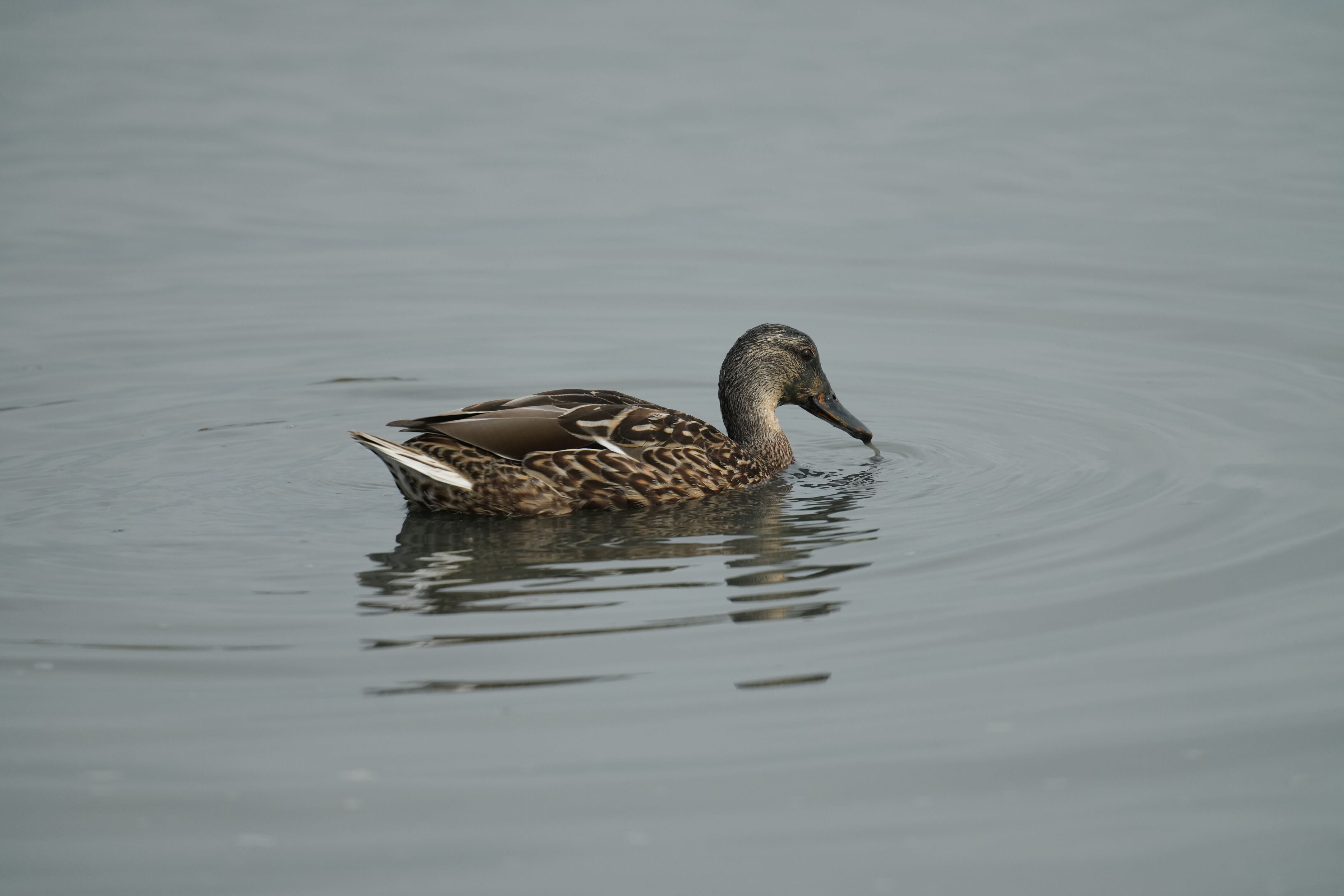 Baylands Nature Preserve