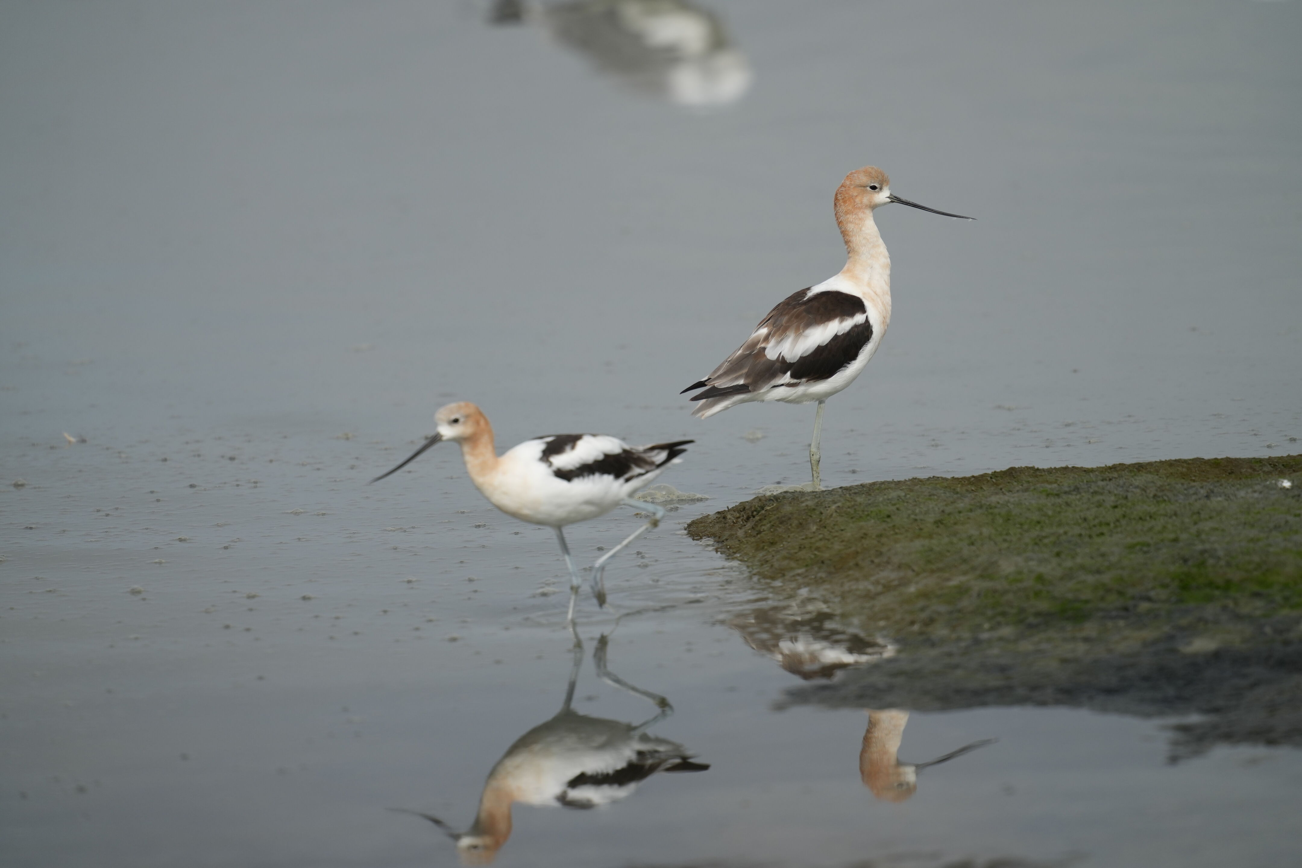 Baylands Nature Preserve