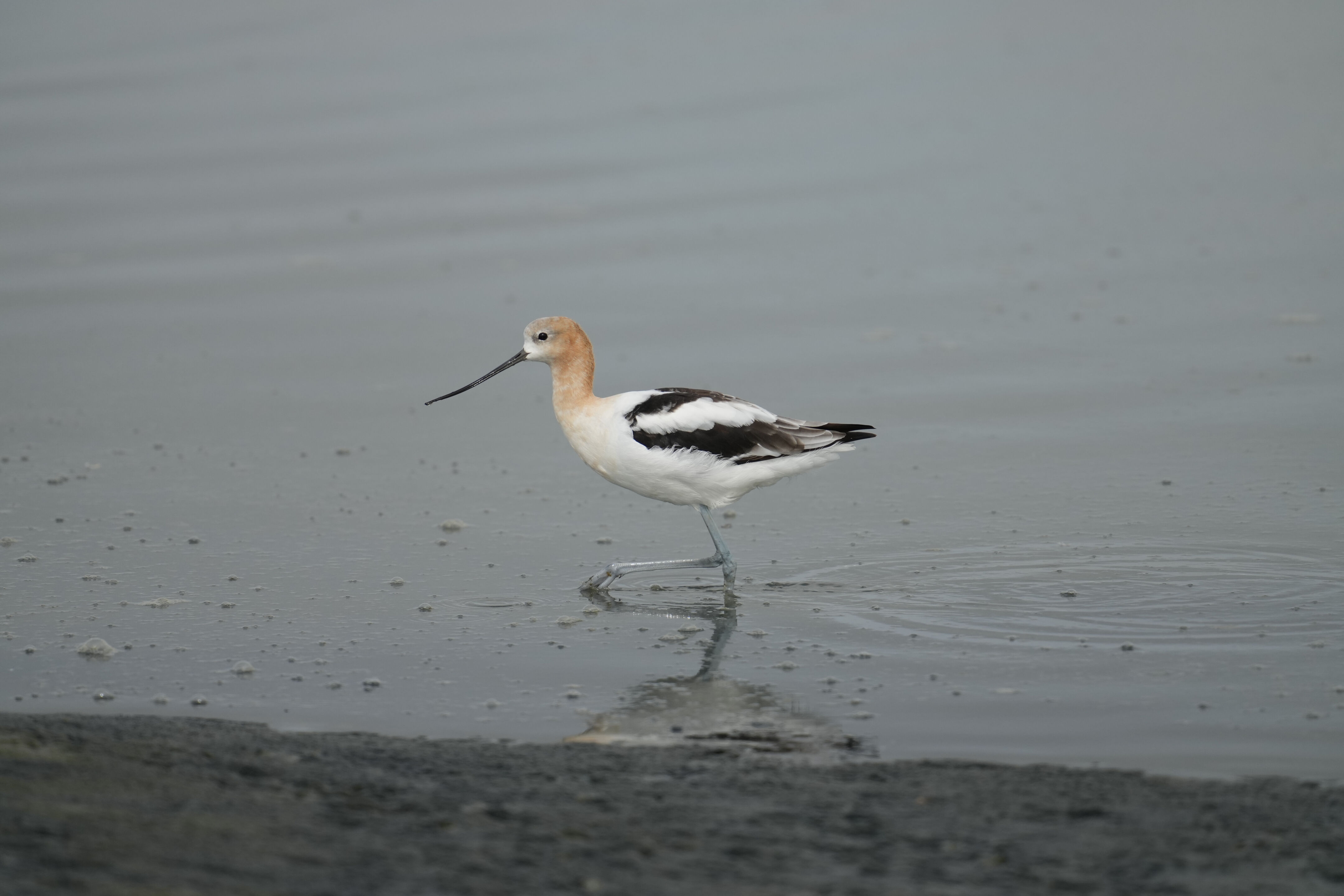 Baylands Nature Preserve