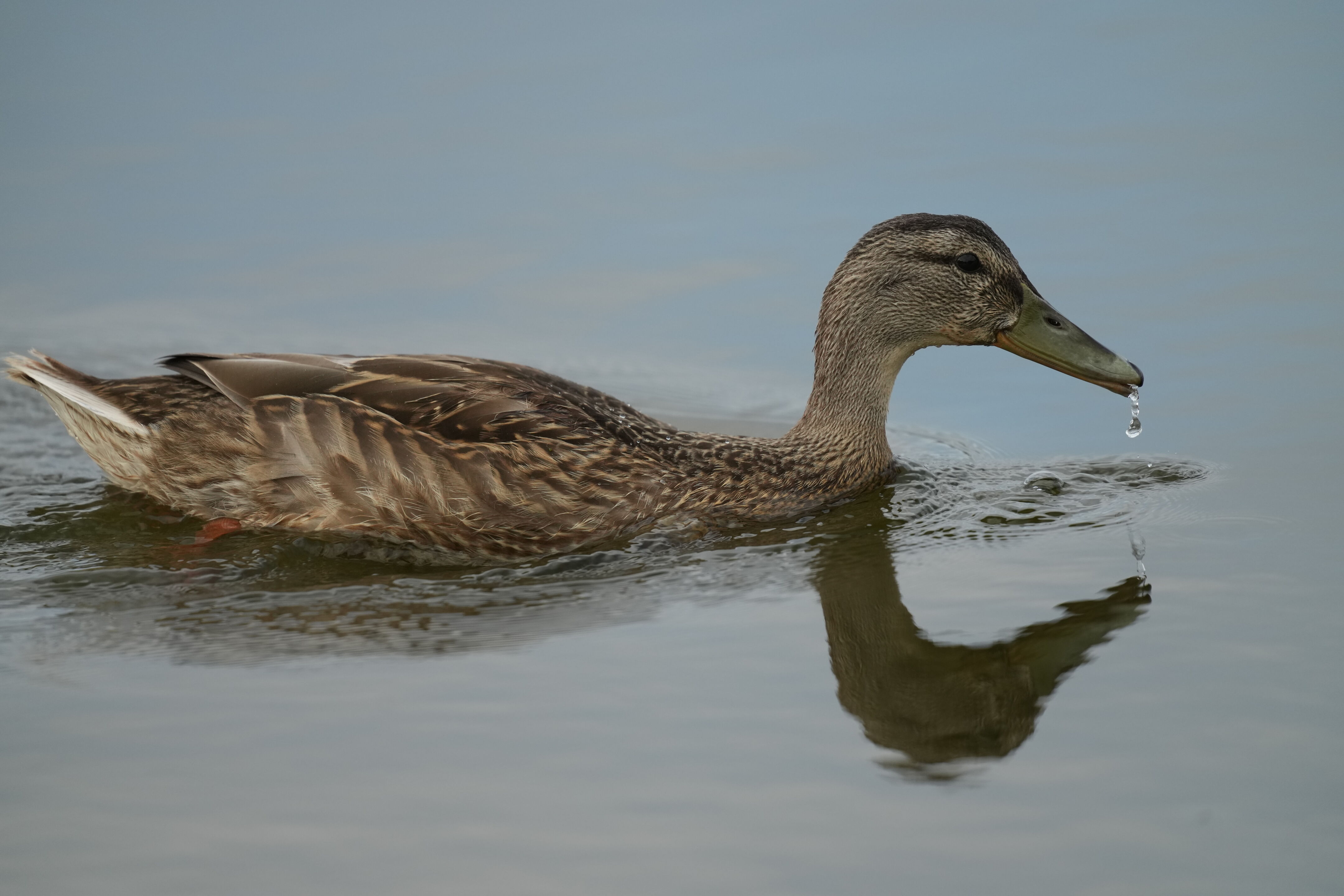 Baylands Nature Preserve