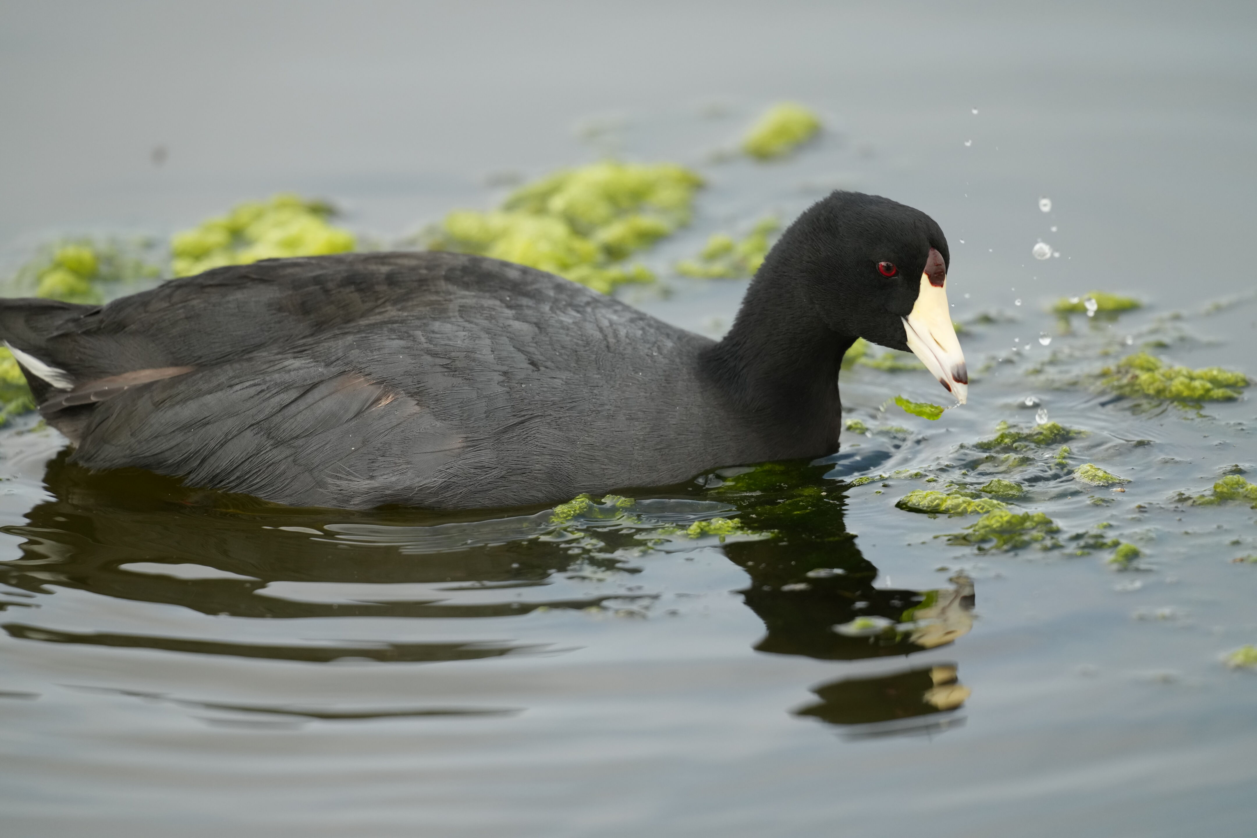 Baylands Nature Preserve