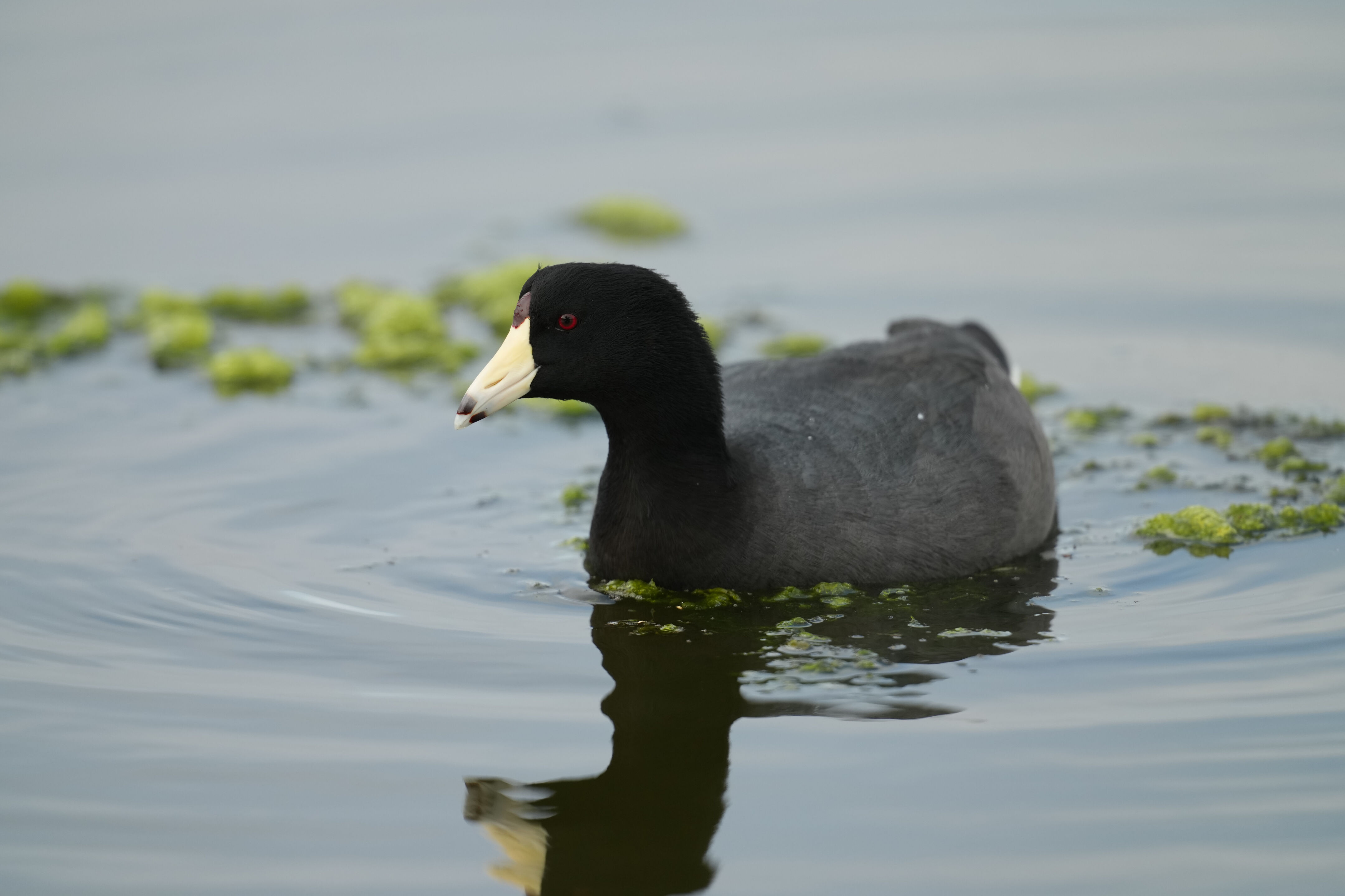 Baylands Nature Preserve