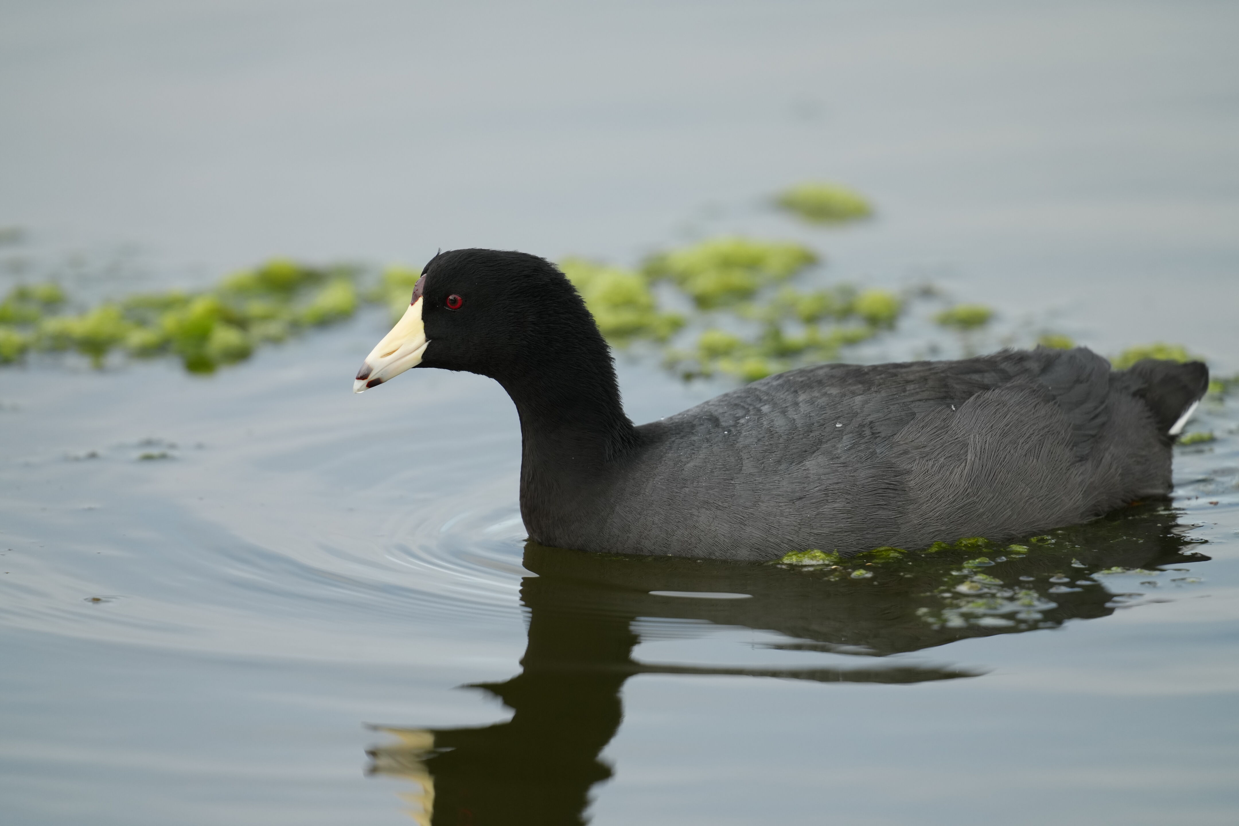 Baylands Nature Preserve