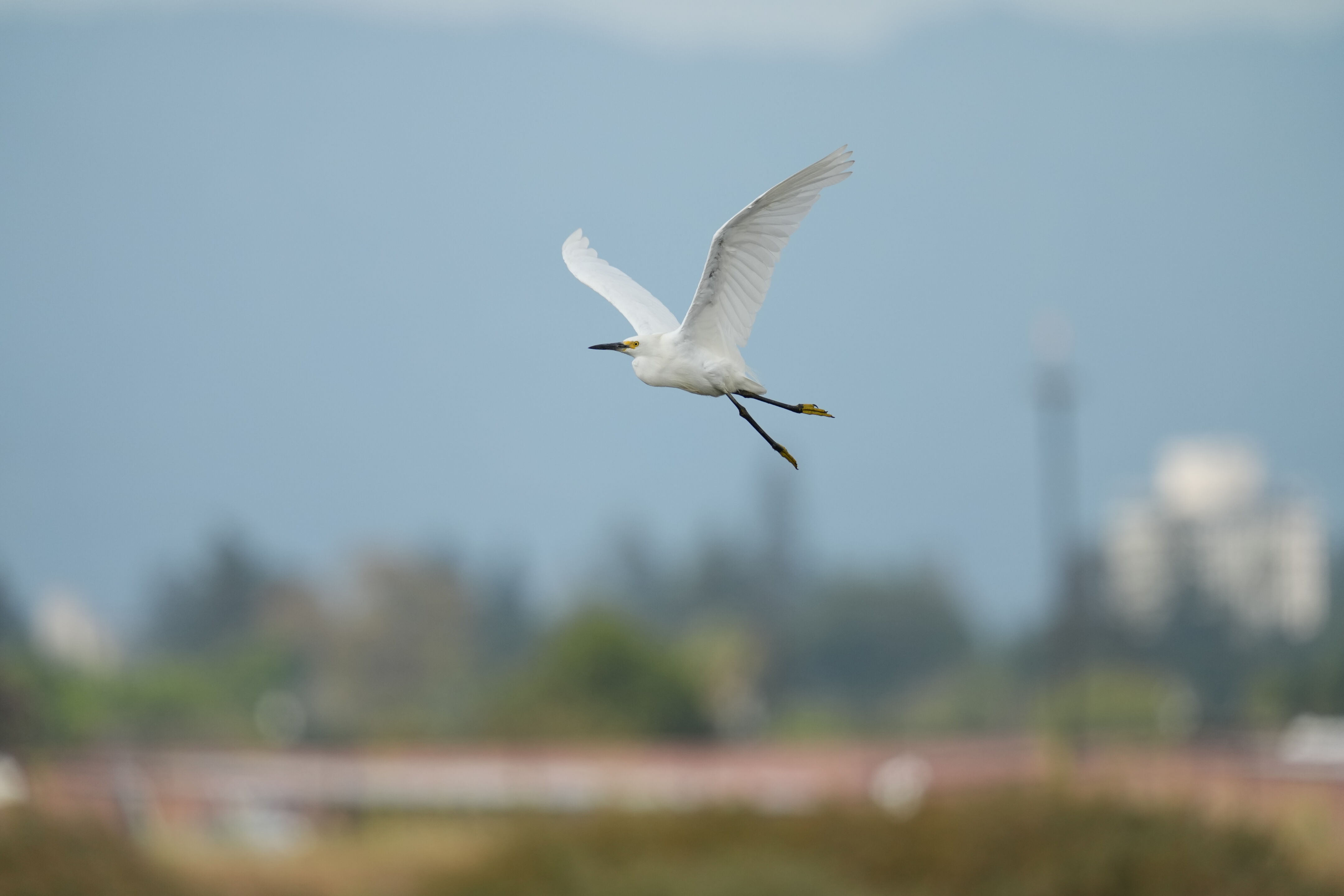 Baylands Nature Preserve