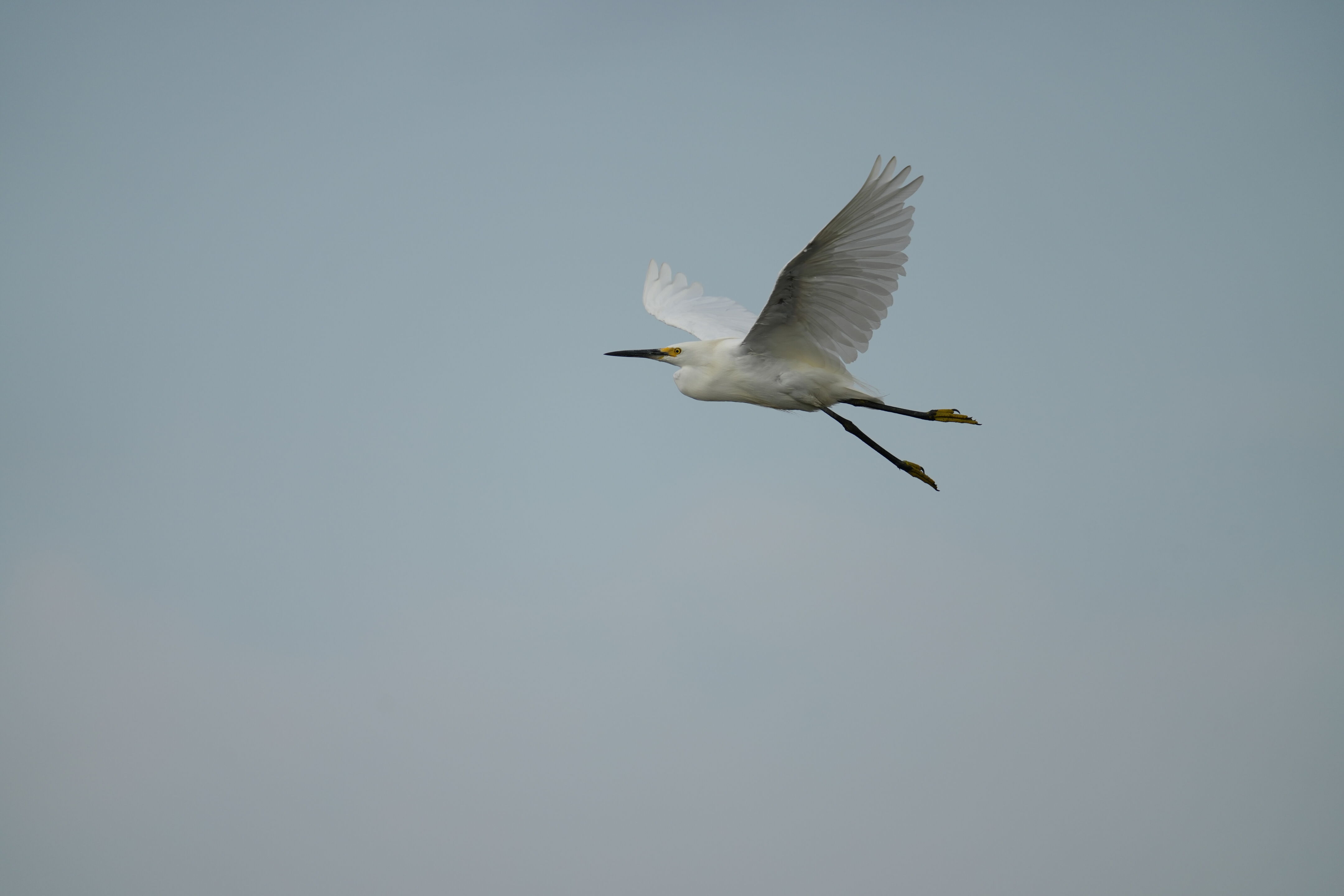 Baylands Nature Preserve