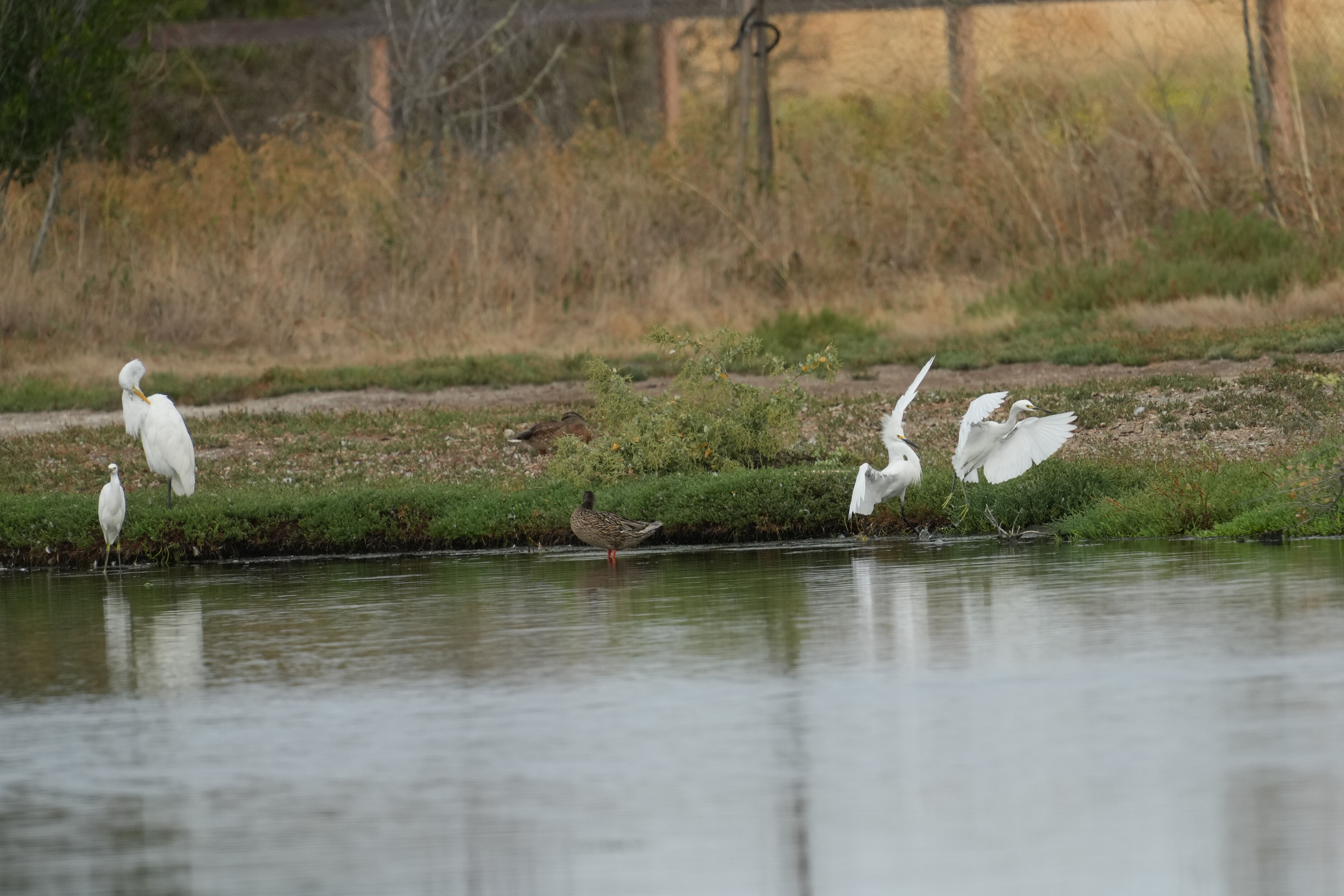 Baylands Nature Preserve