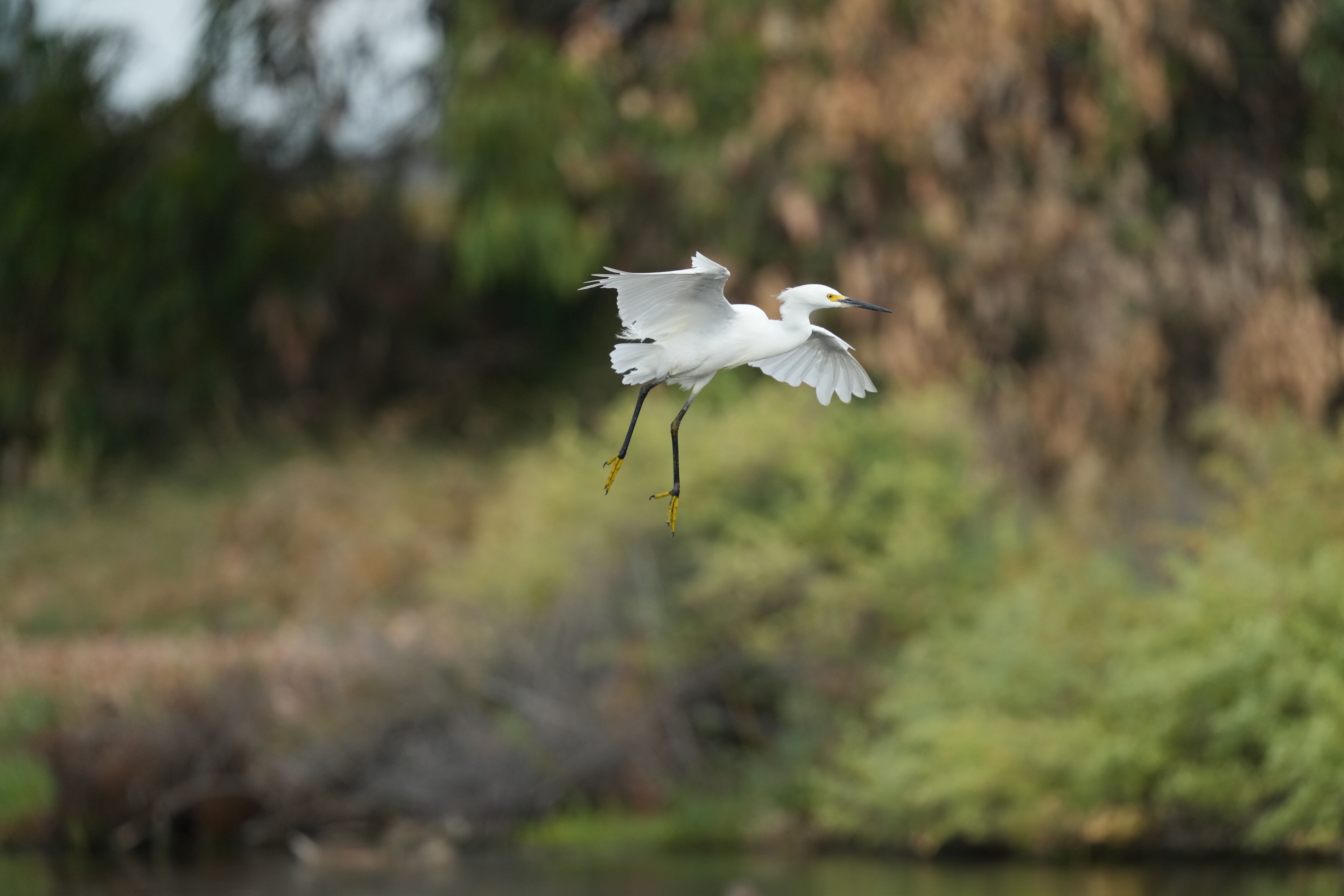Baylands Nature Preserve