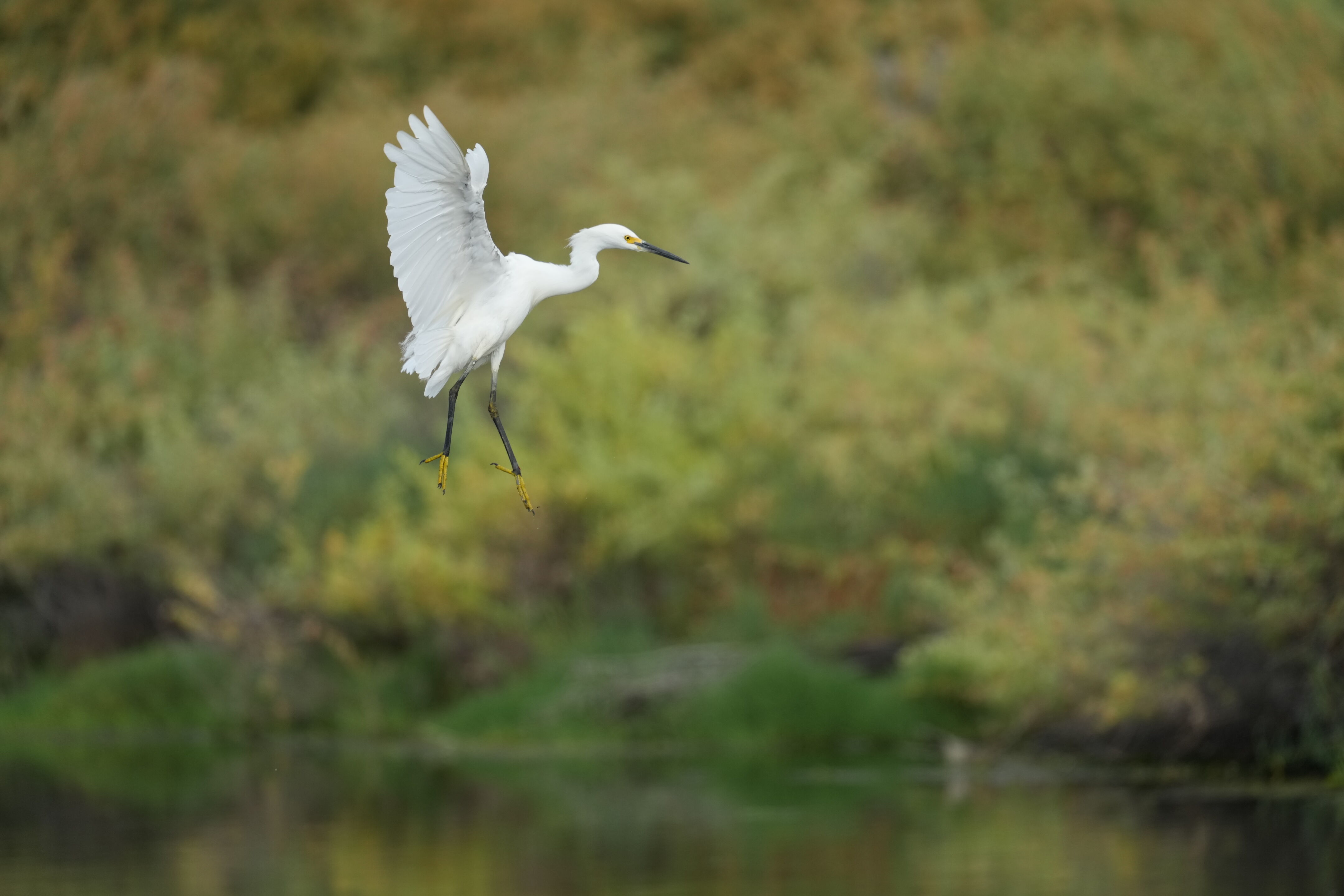 Baylands Nature Preserve