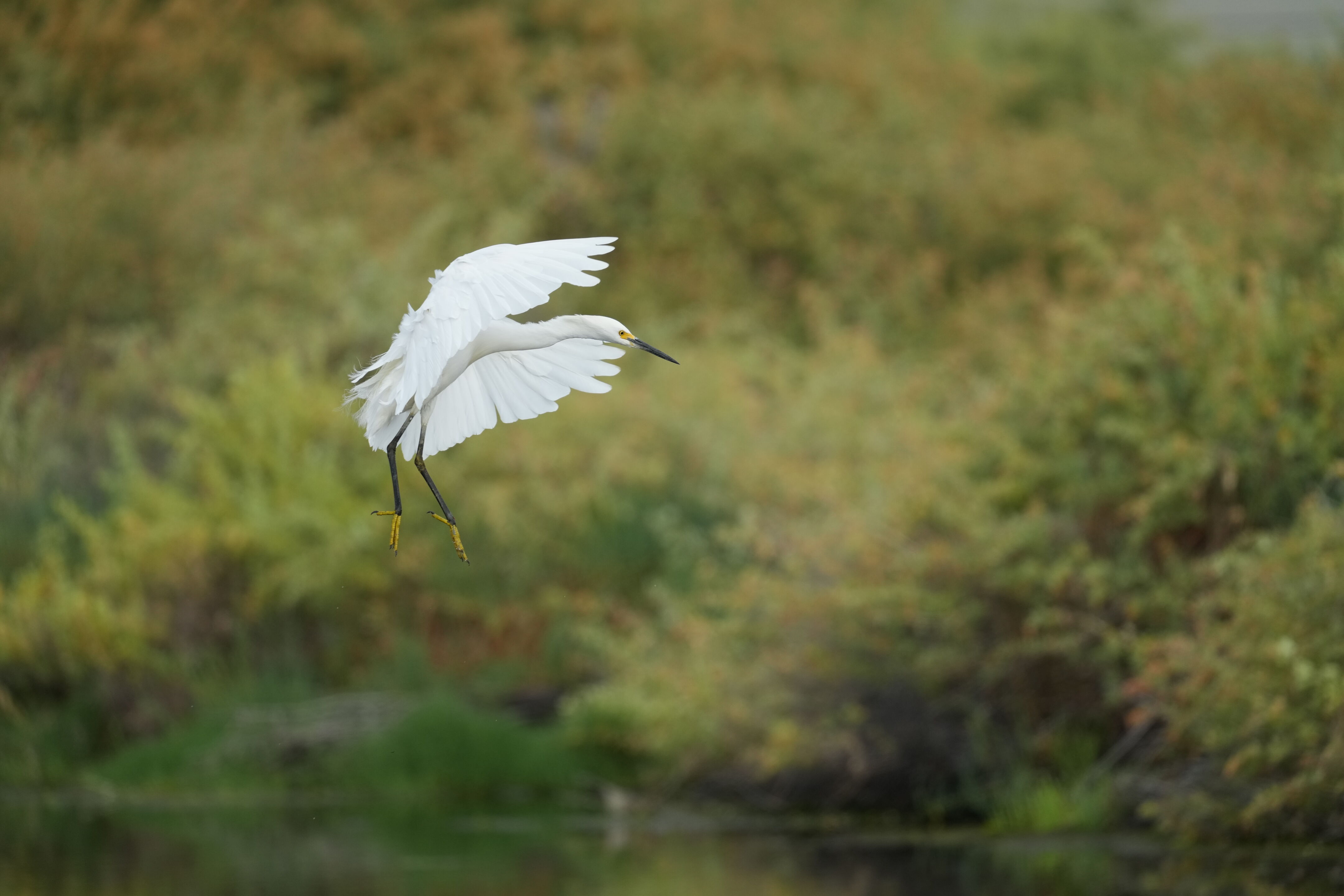 Baylands Nature Preserve