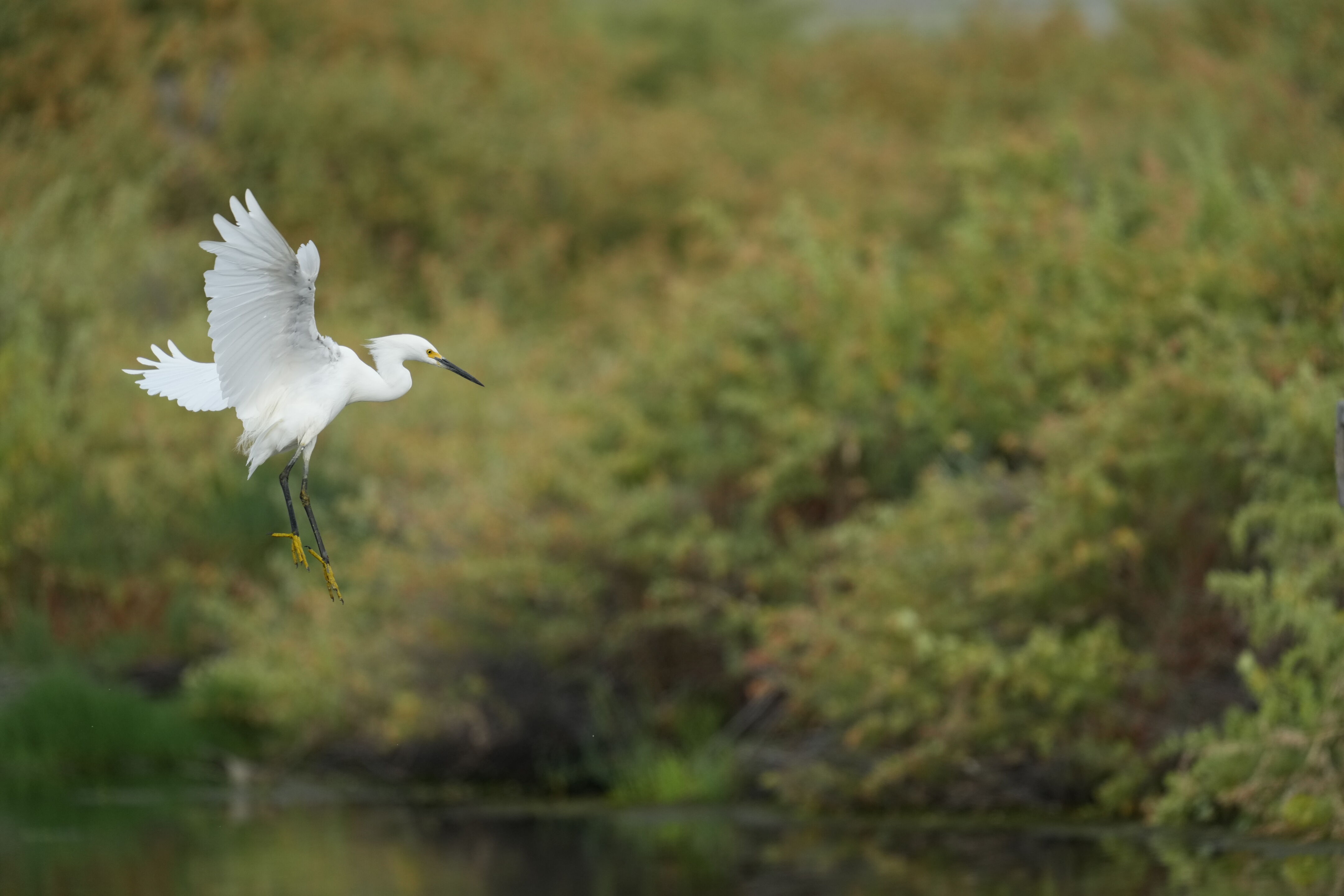 Baylands Nature Preserve