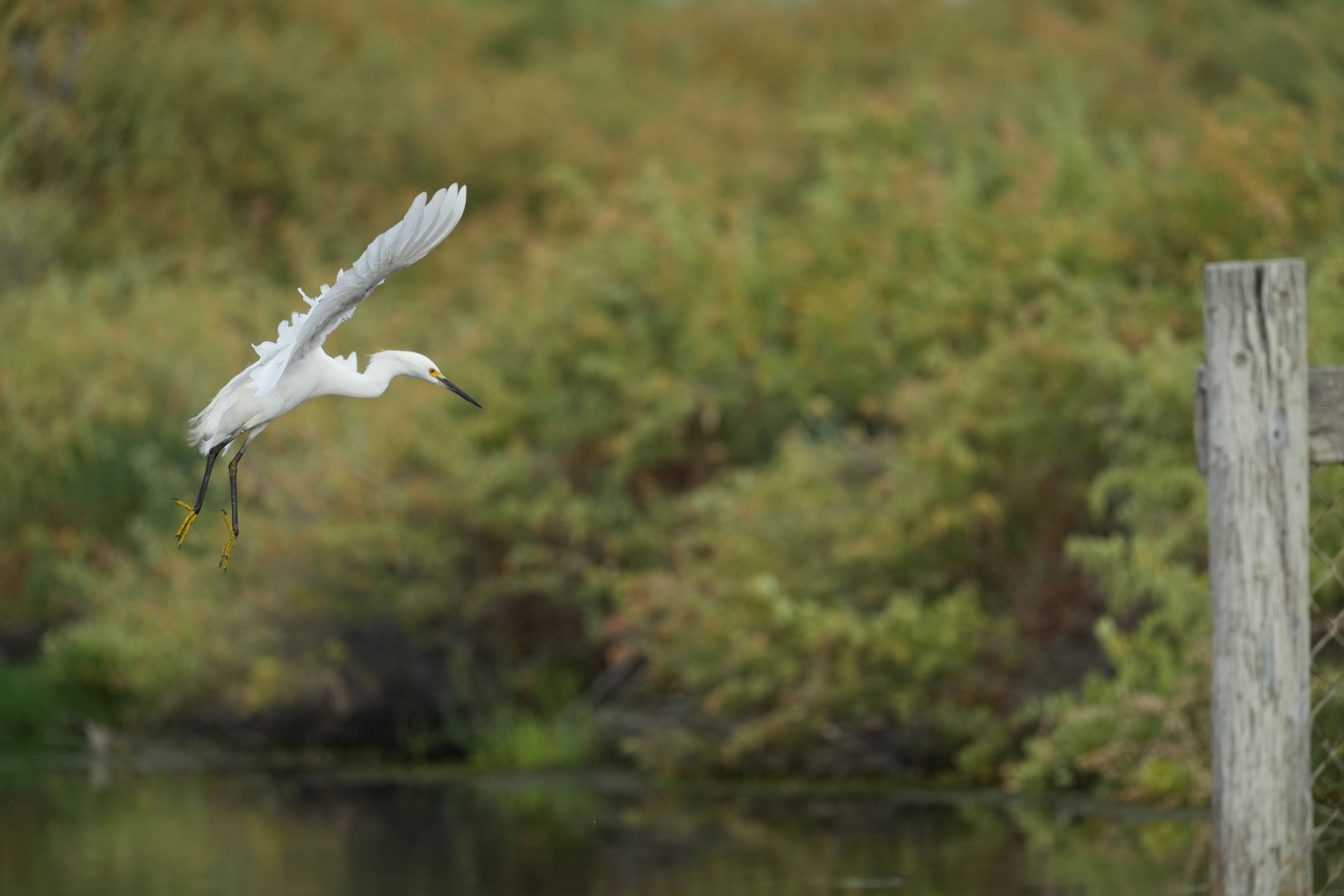 Baylands Nature Preserve