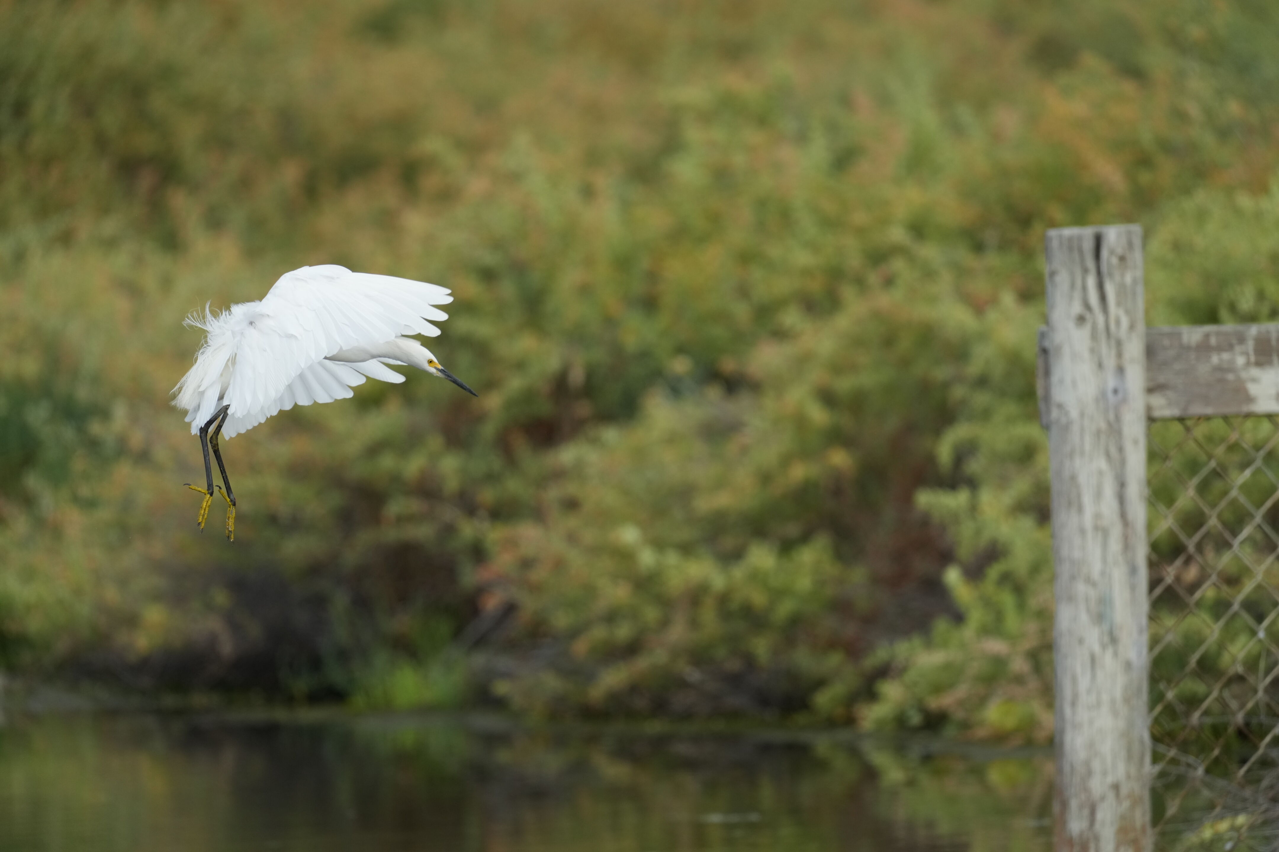 Baylands Nature Preserve