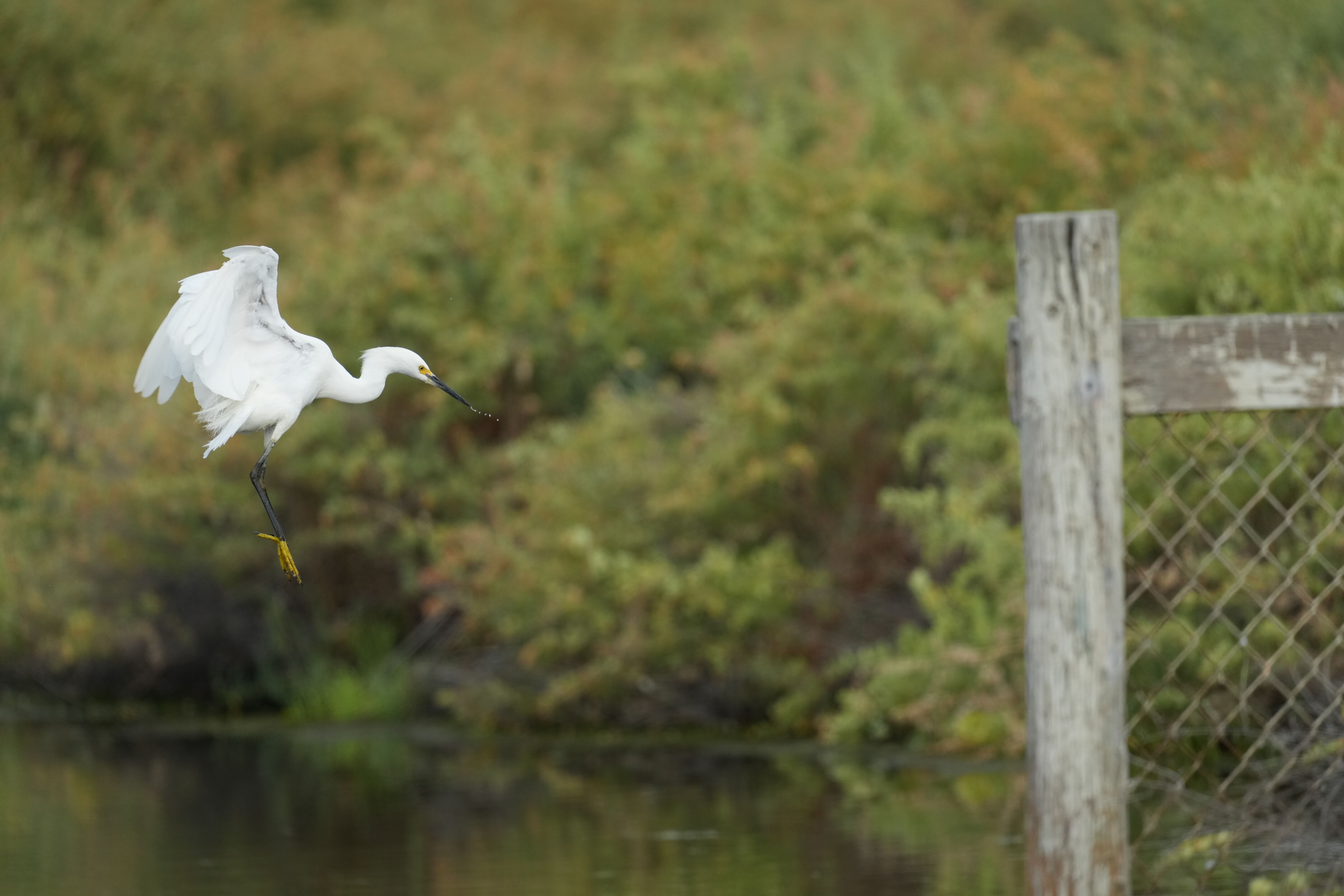 Baylands Nature Preserve