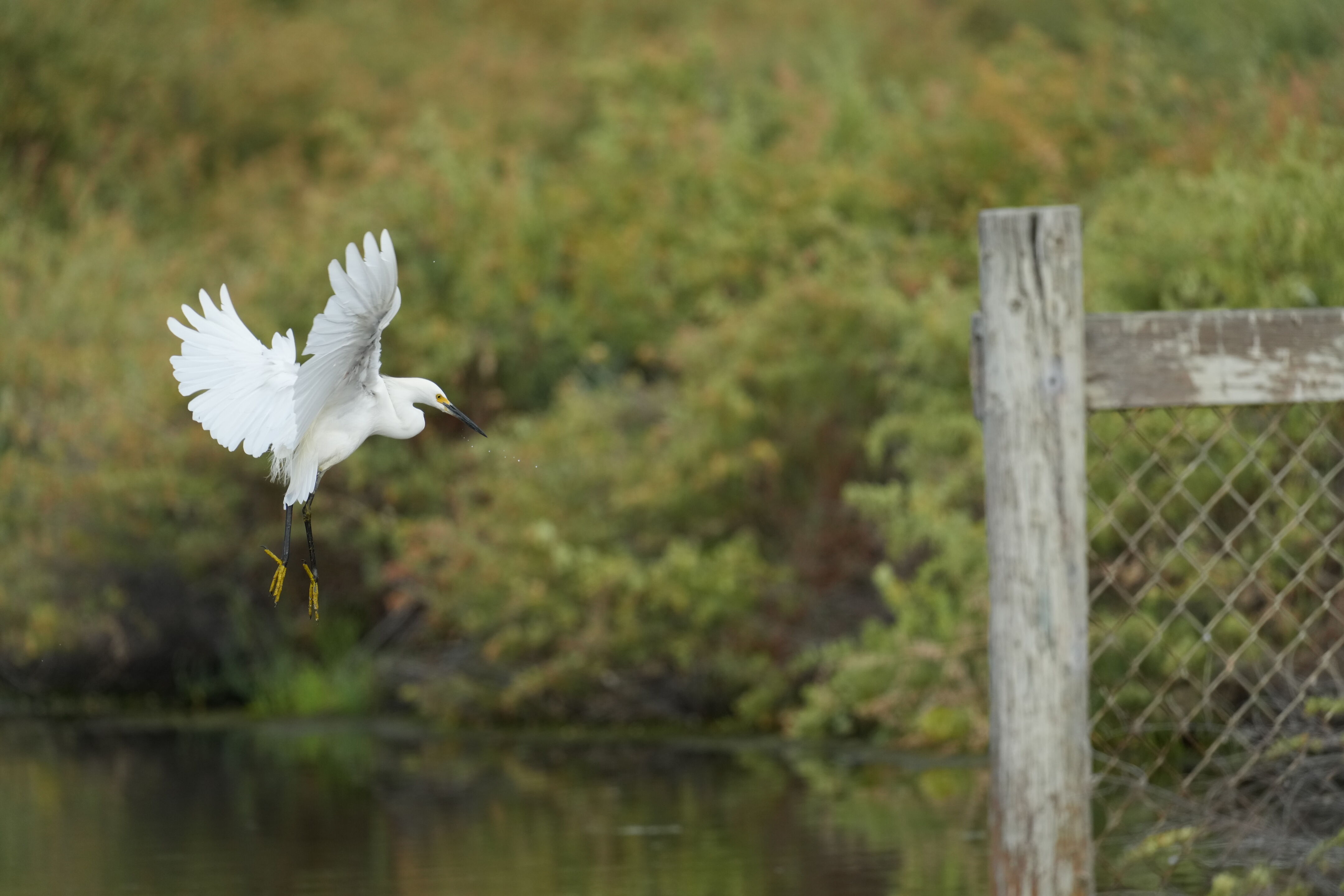 Baylands Nature Preserve