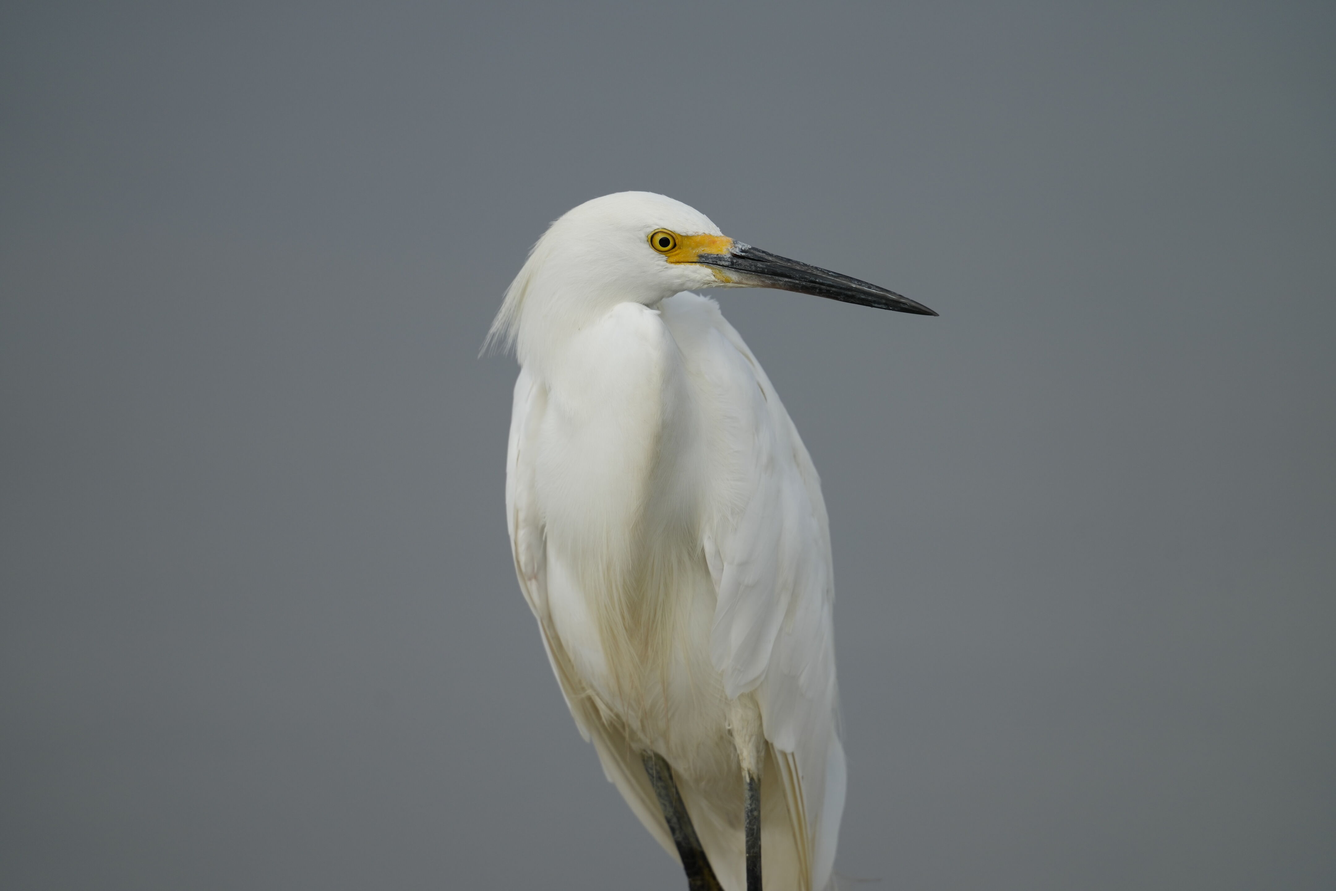 Baylands Nature Preserve