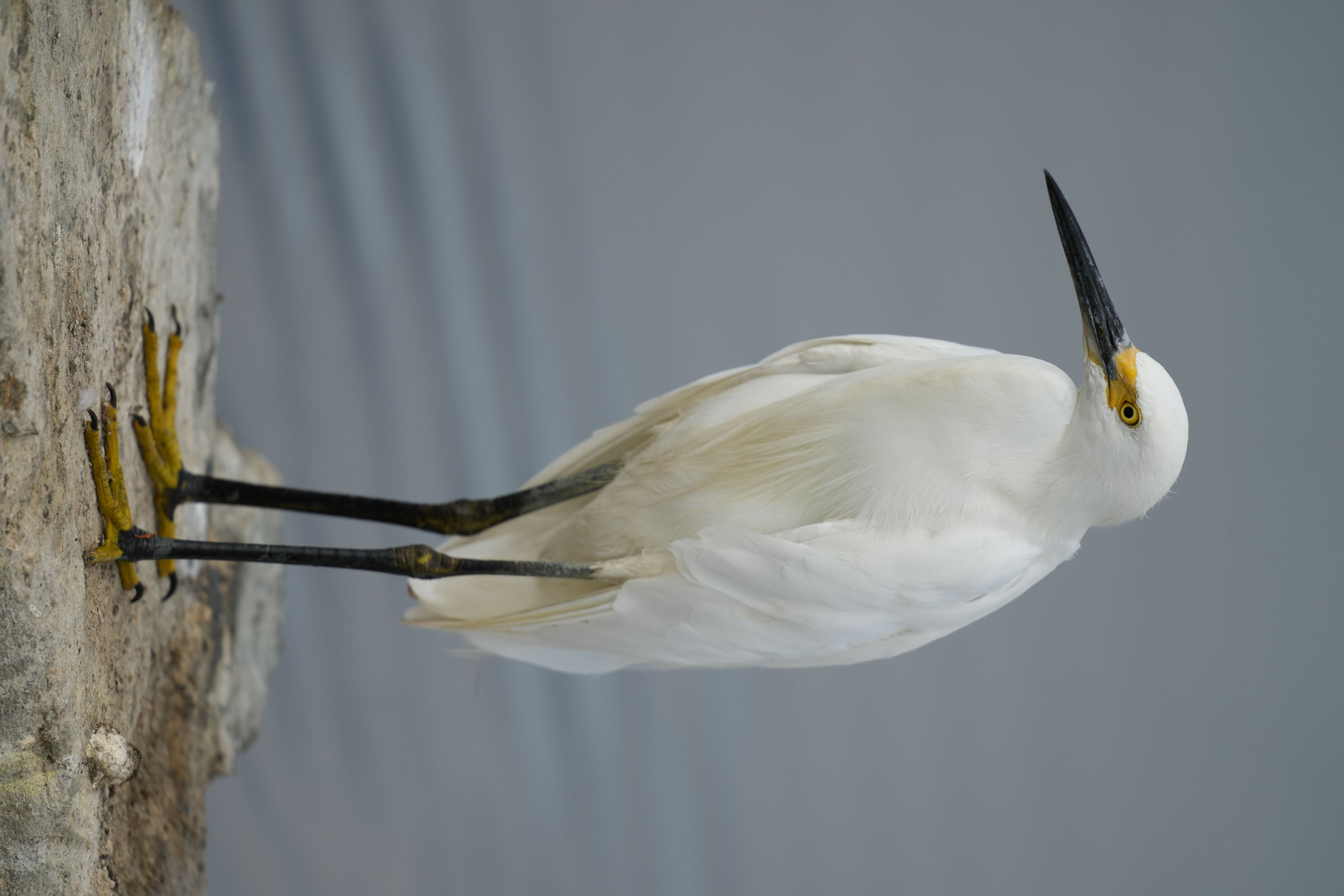 Baylands Nature Preserve