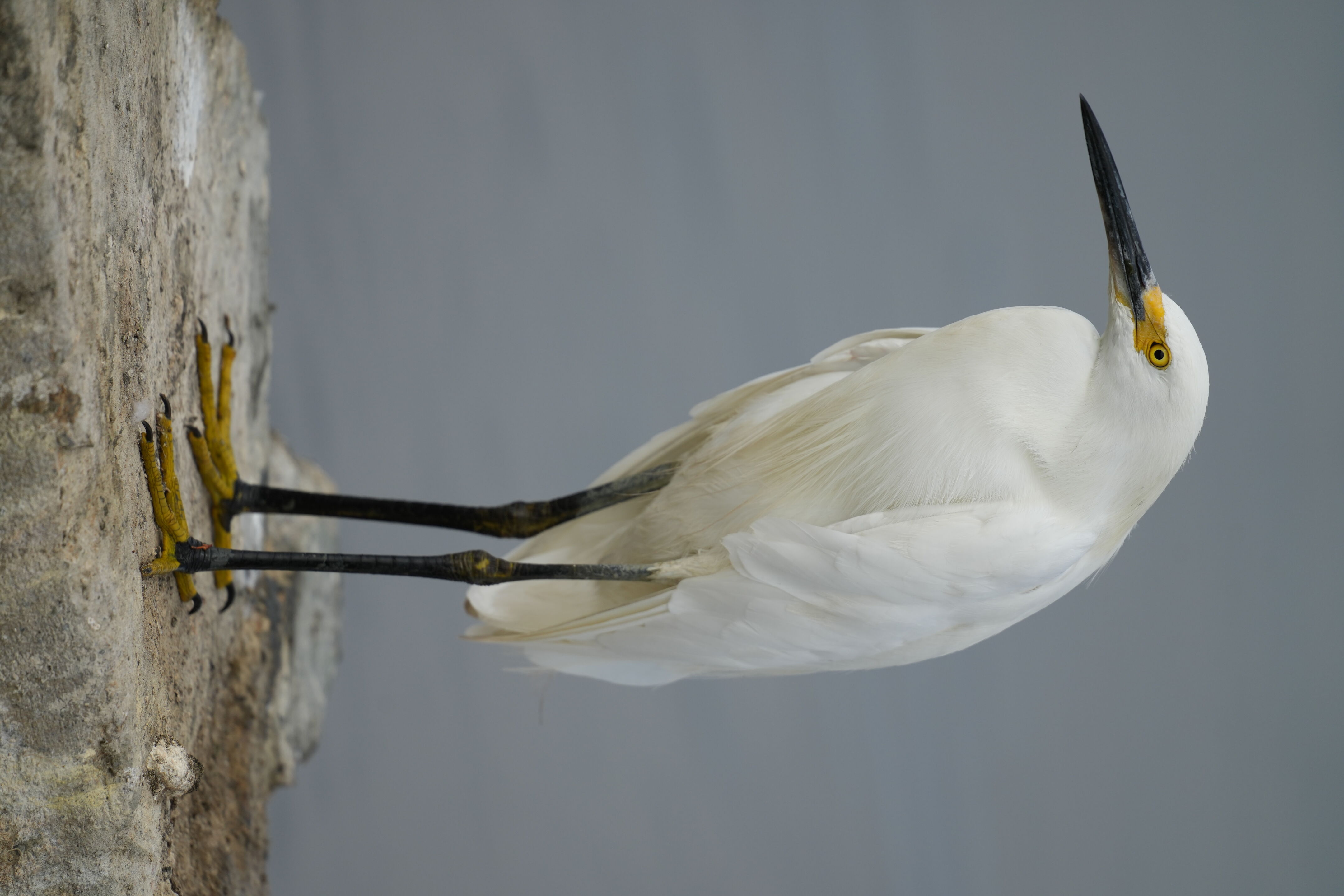 Baylands Nature Preserve