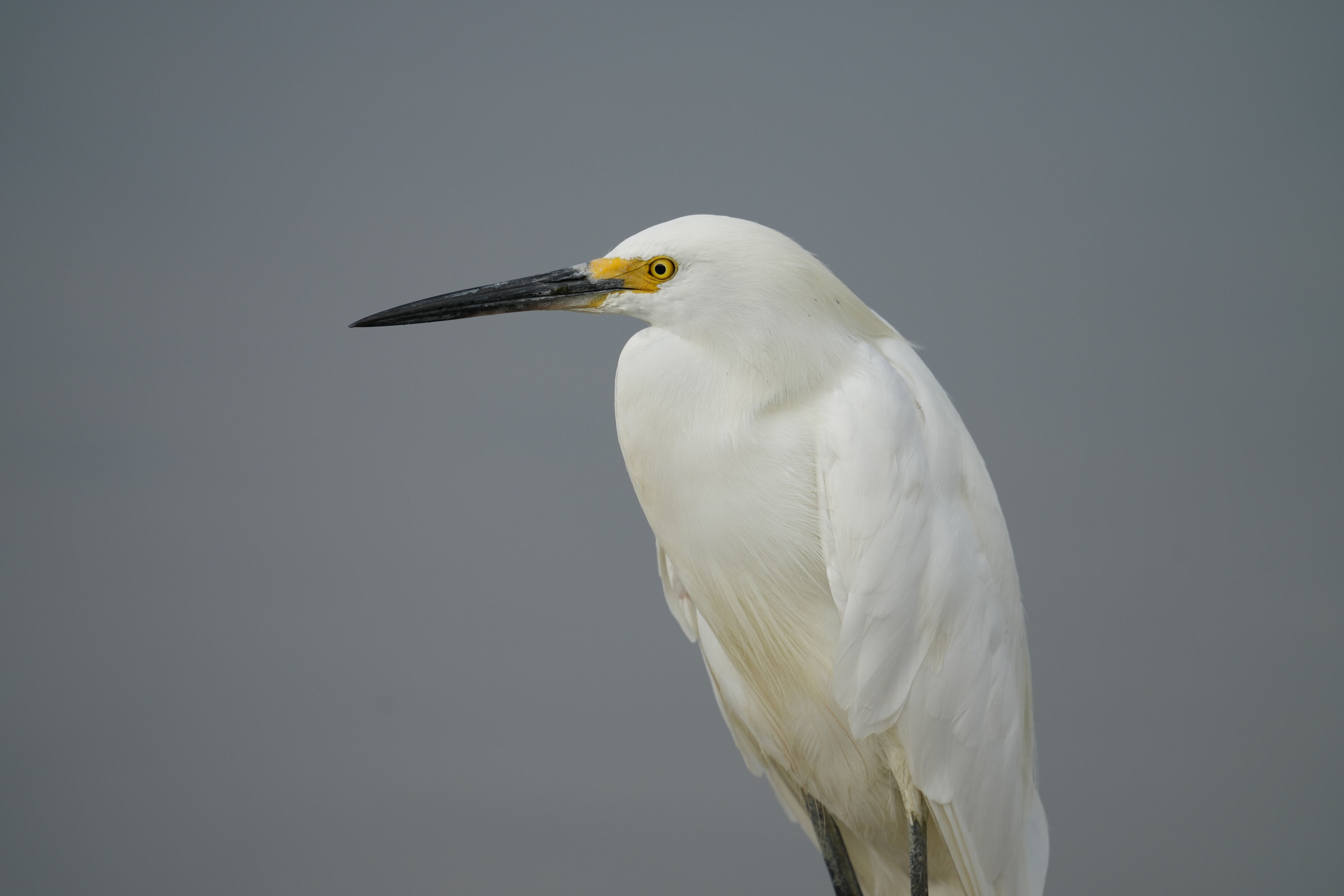 Baylands Nature Preserve