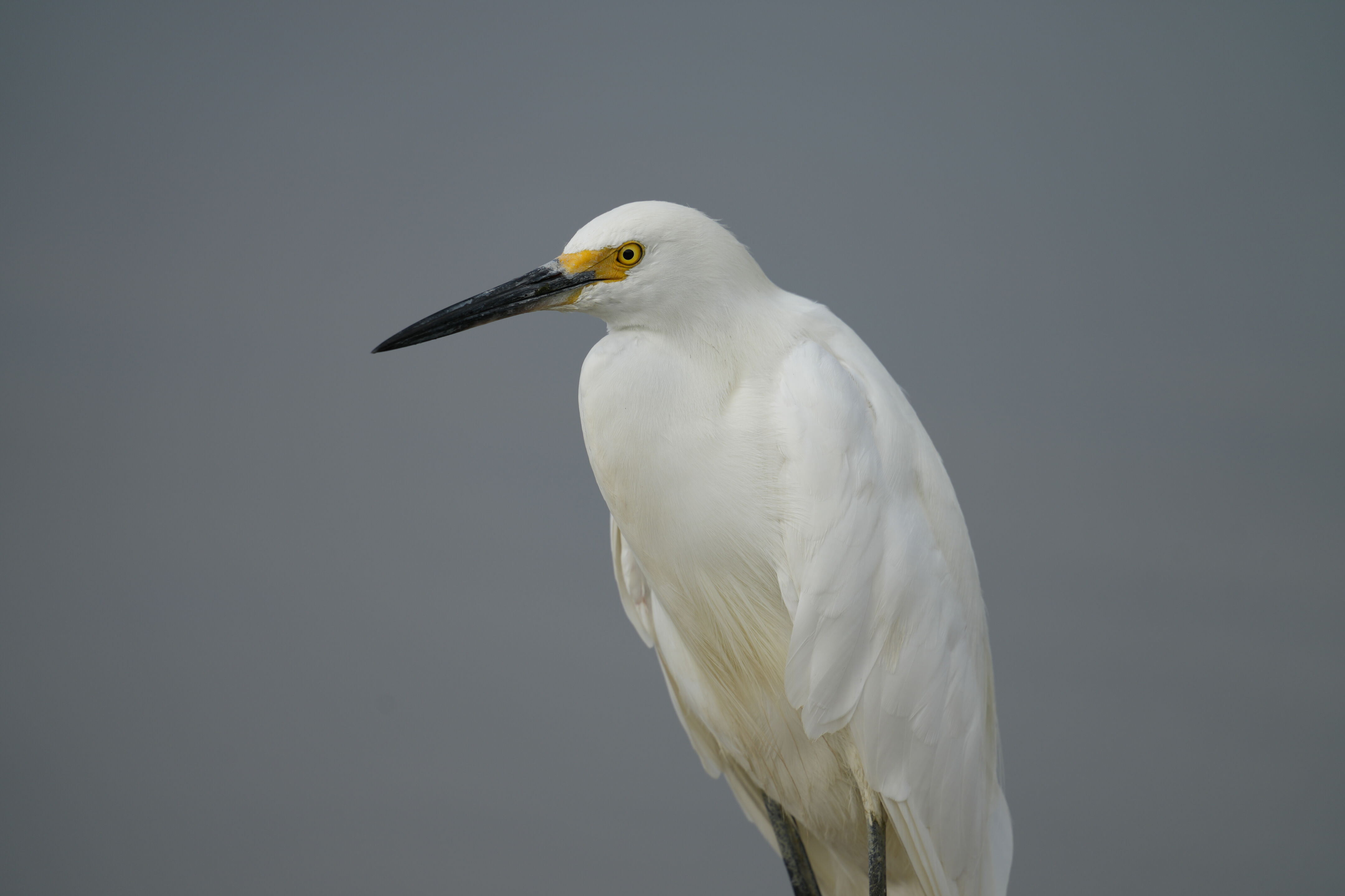 Baylands Nature Preserve