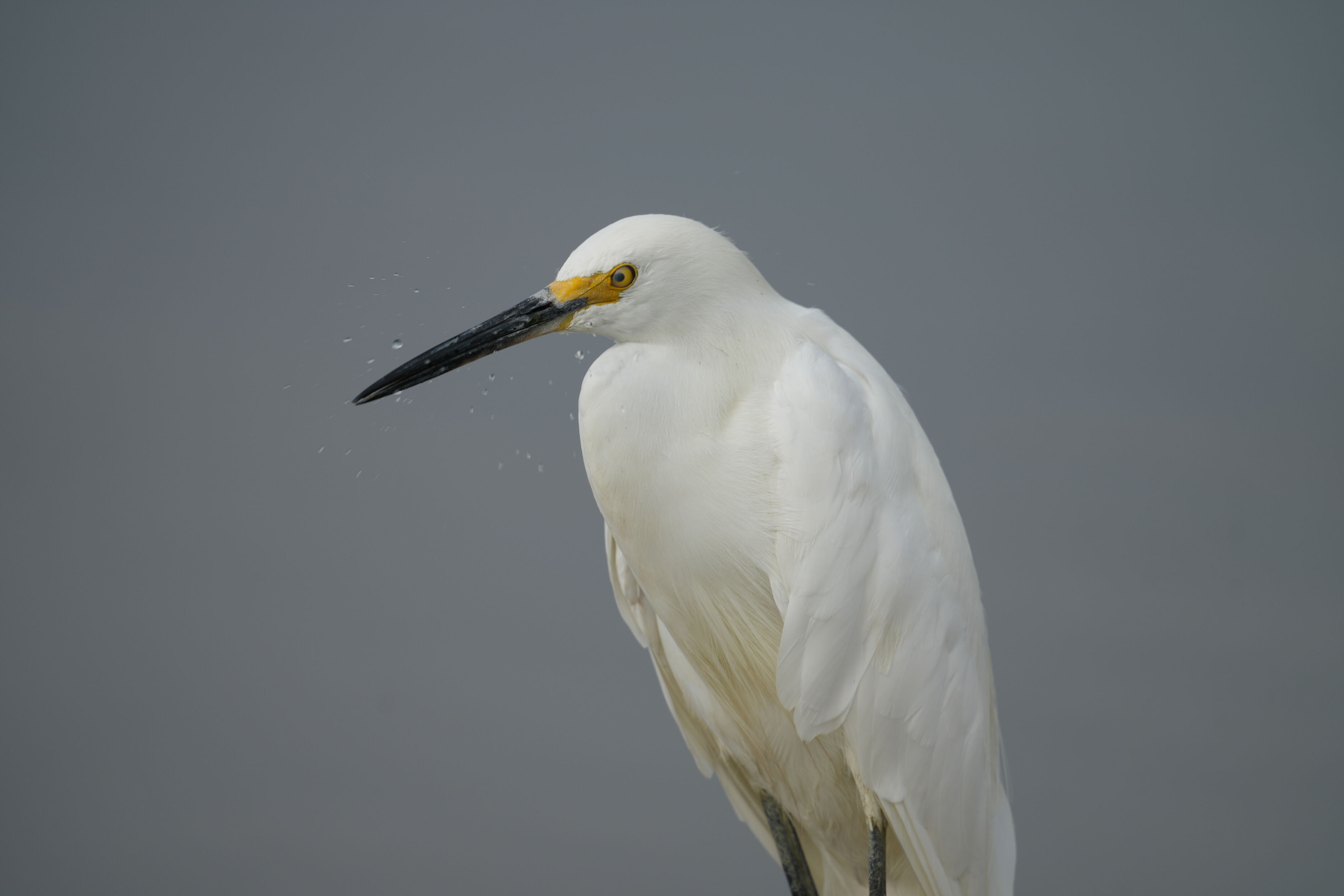 Baylands Nature Preserve