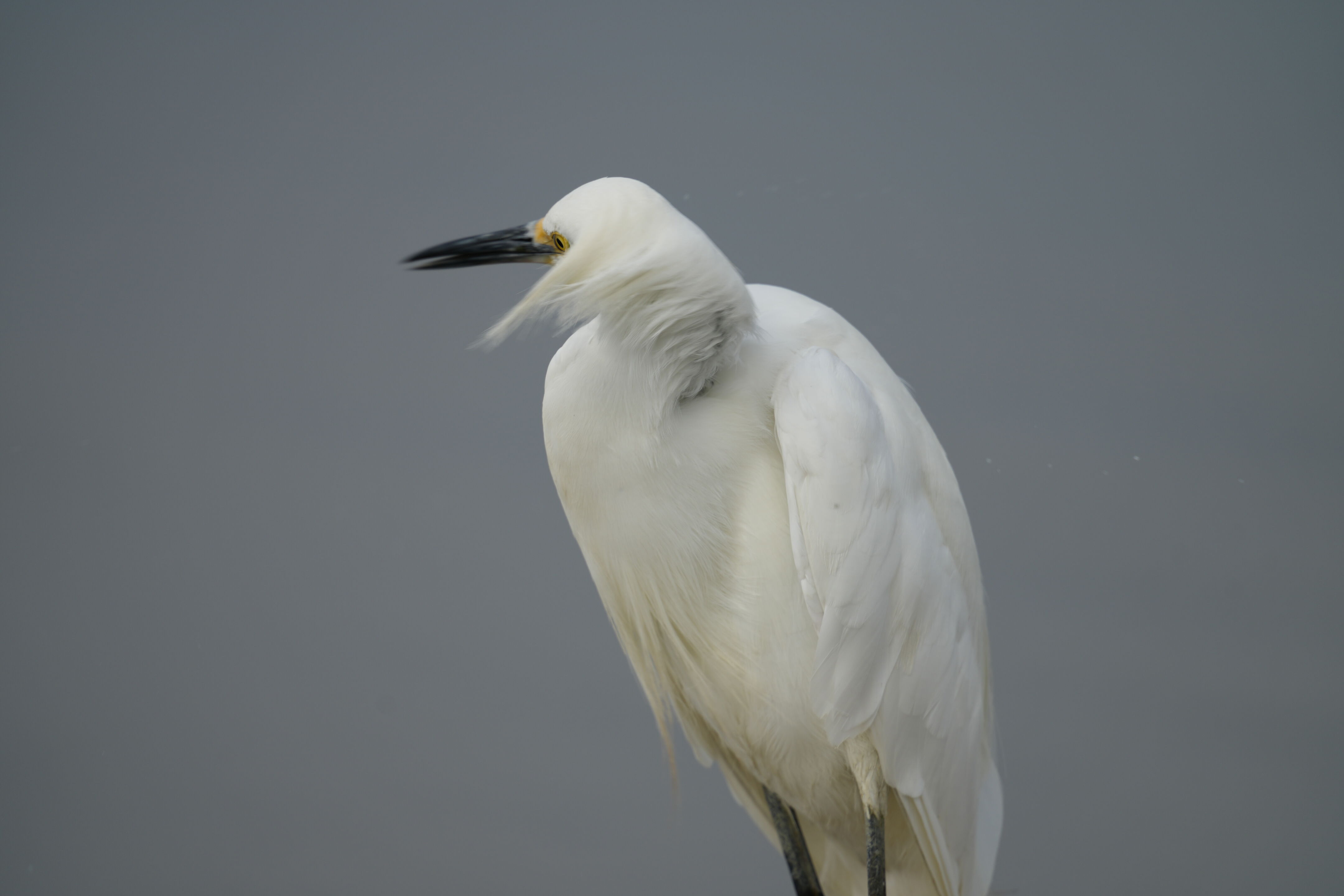 Baylands Nature Preserve