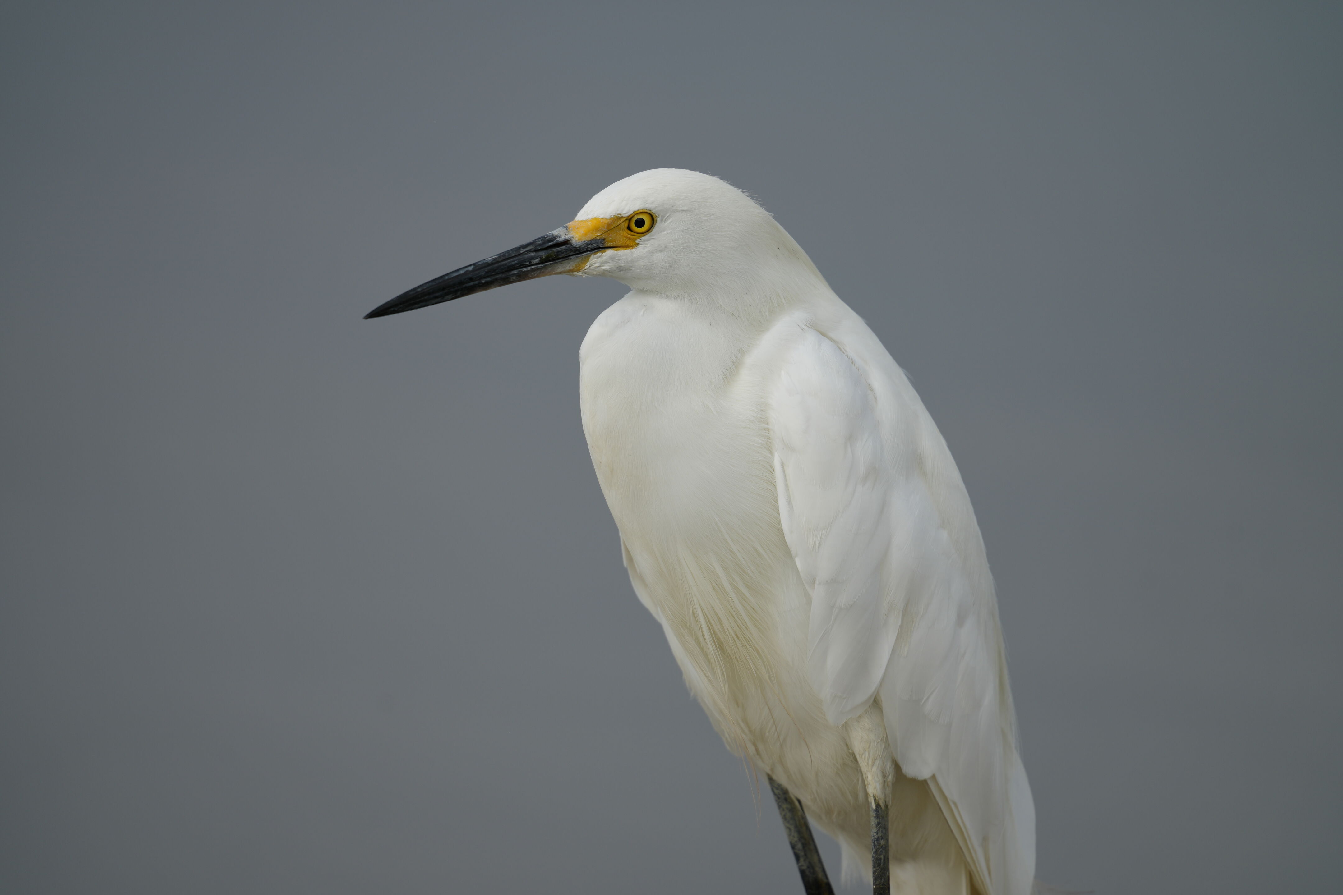 Baylands Nature Preserve