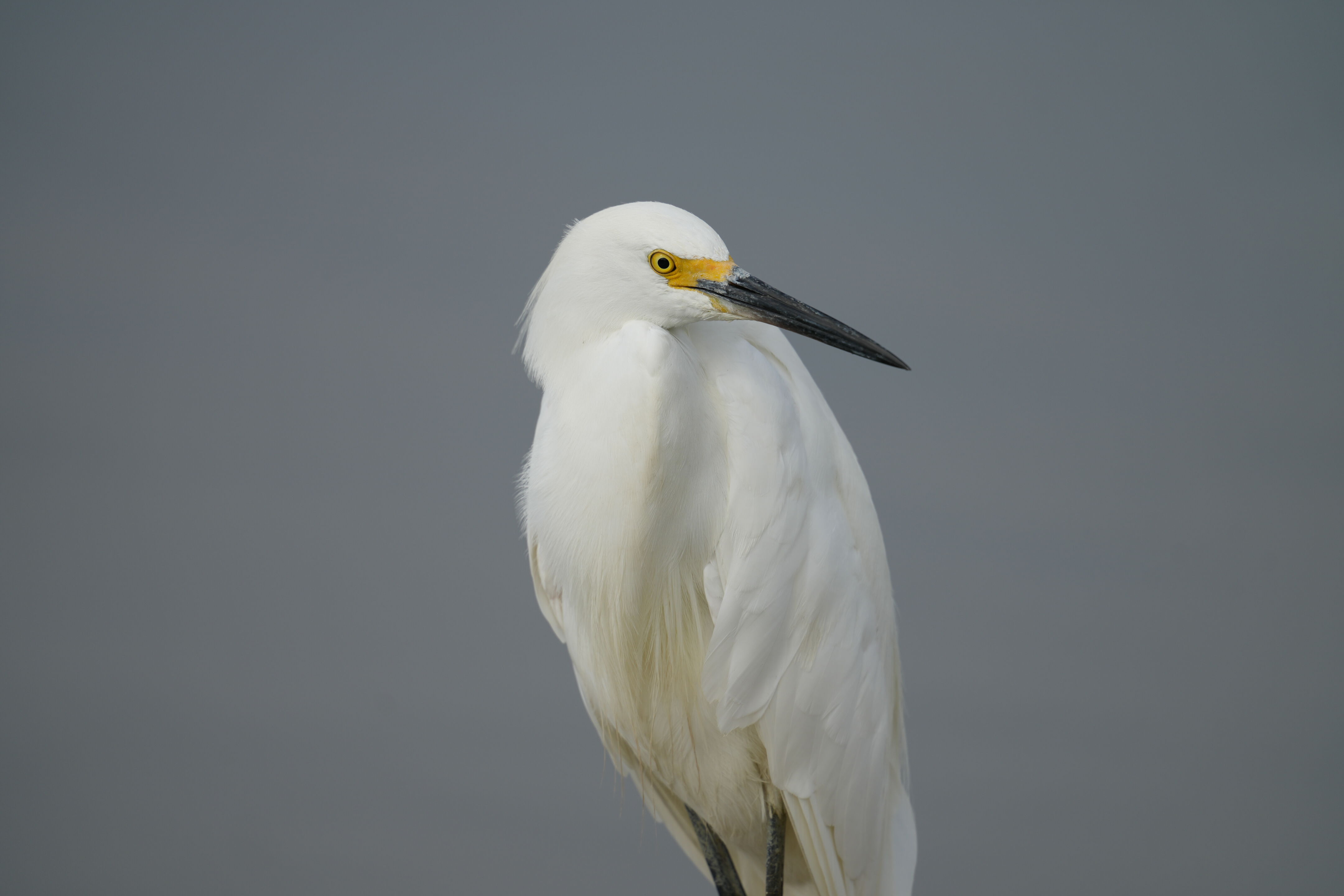 Baylands Nature Preserve