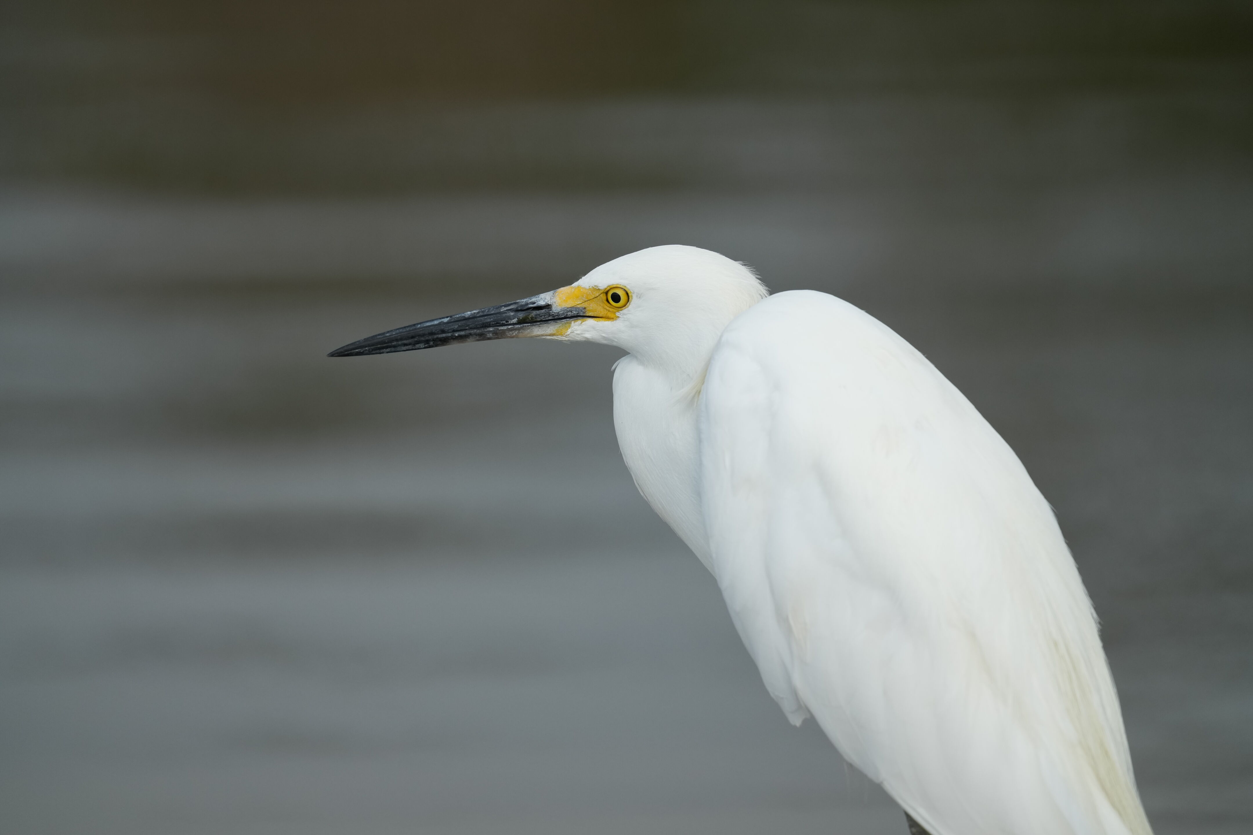 Baylands Nature Preserve