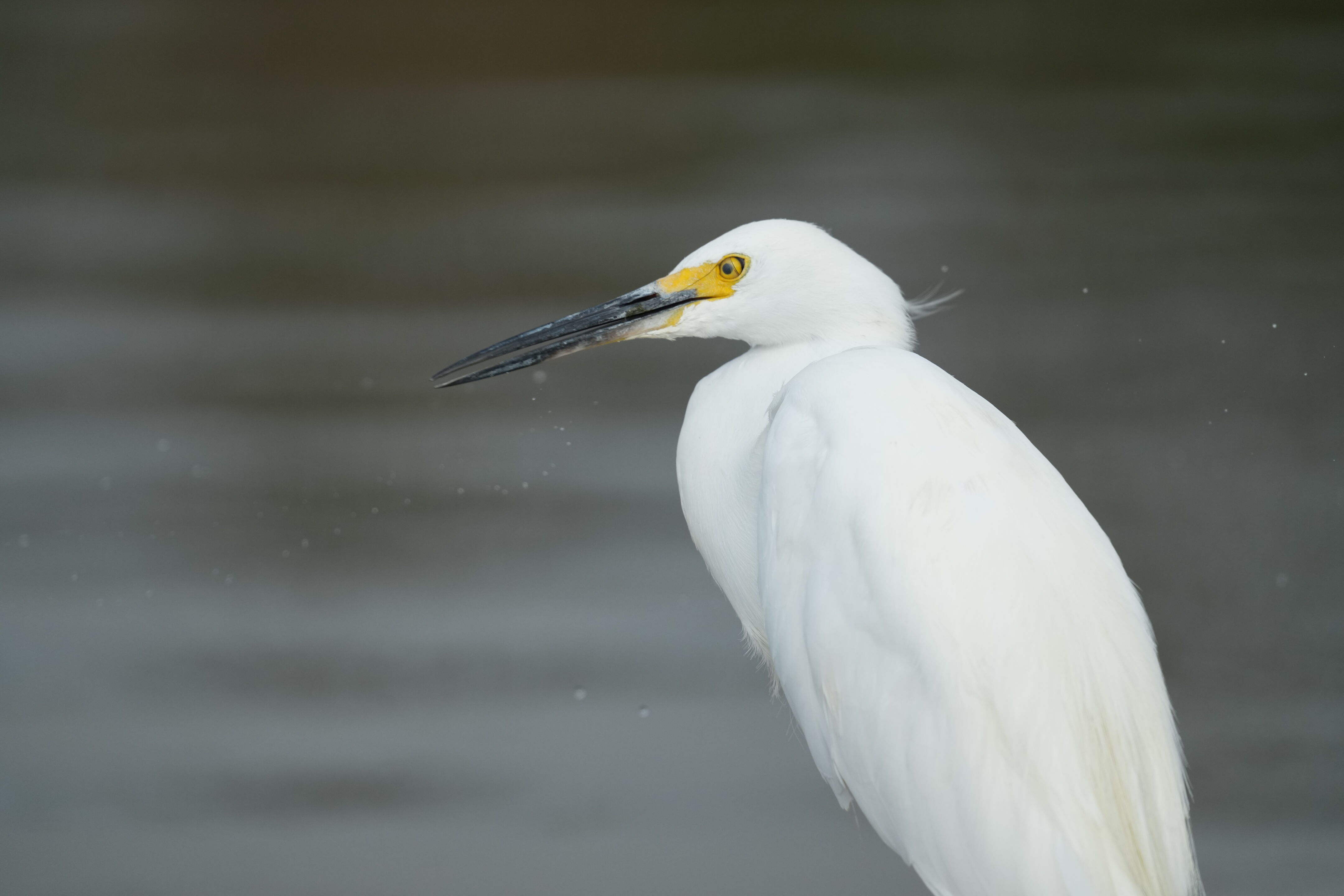 Baylands Nature Preserve