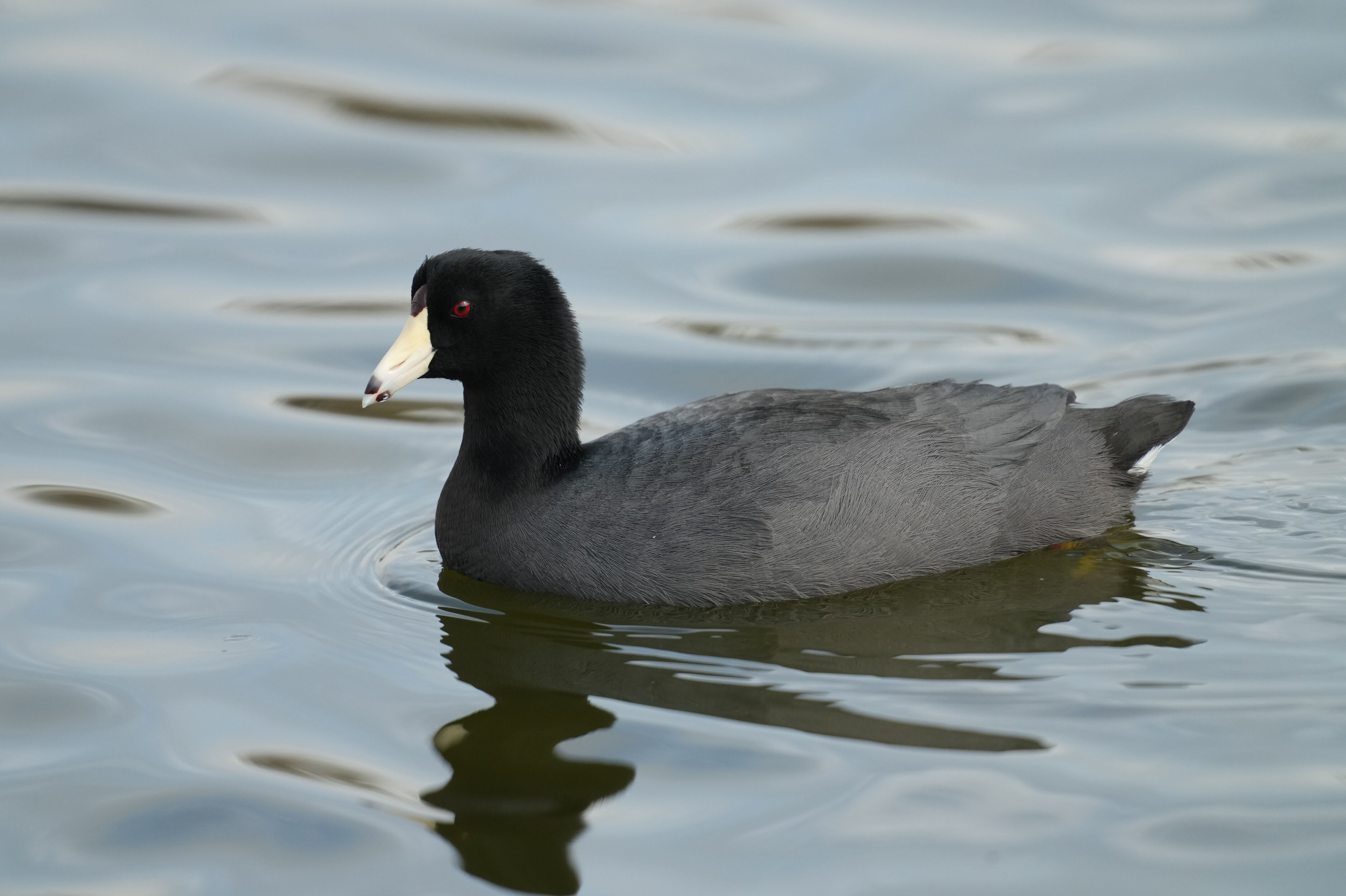 Baylands Nature Preserve