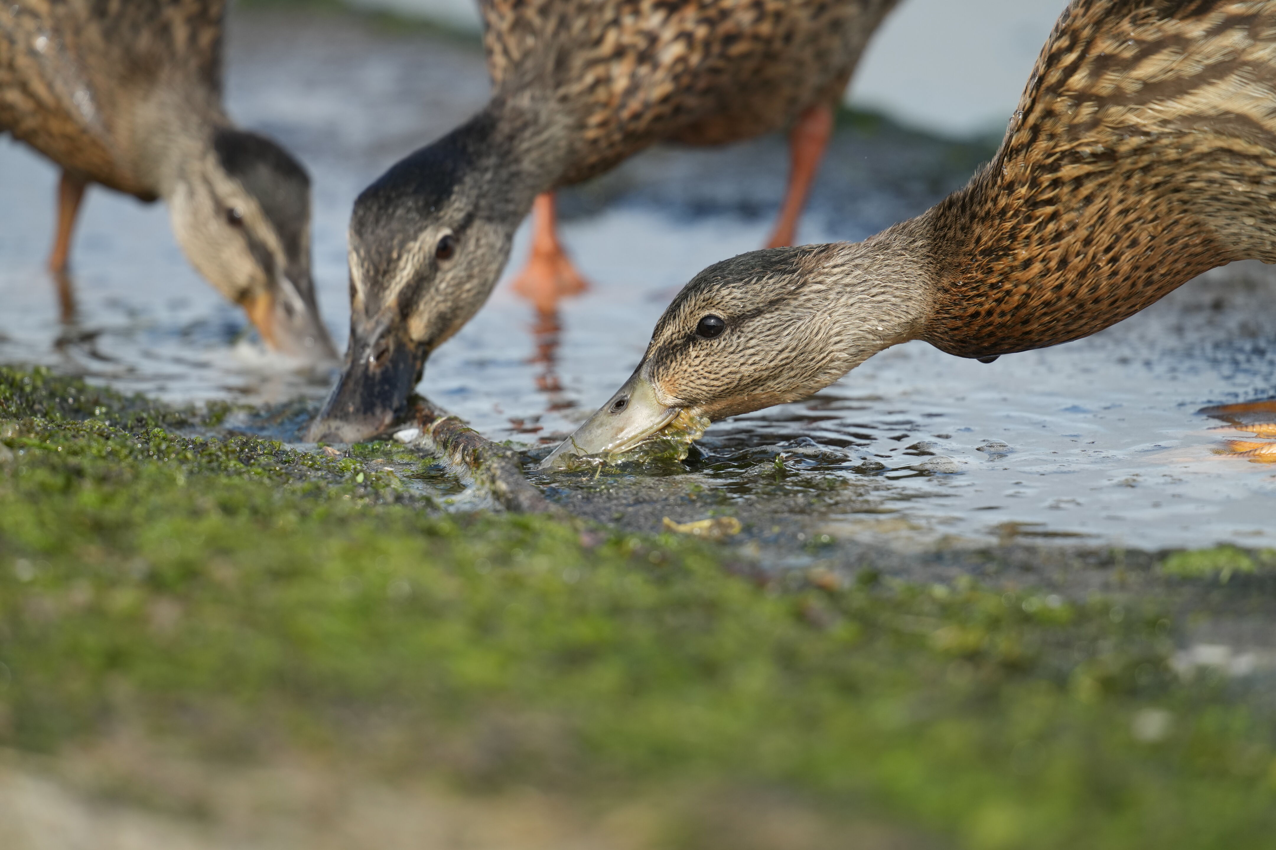 Baylands Nature Preserve