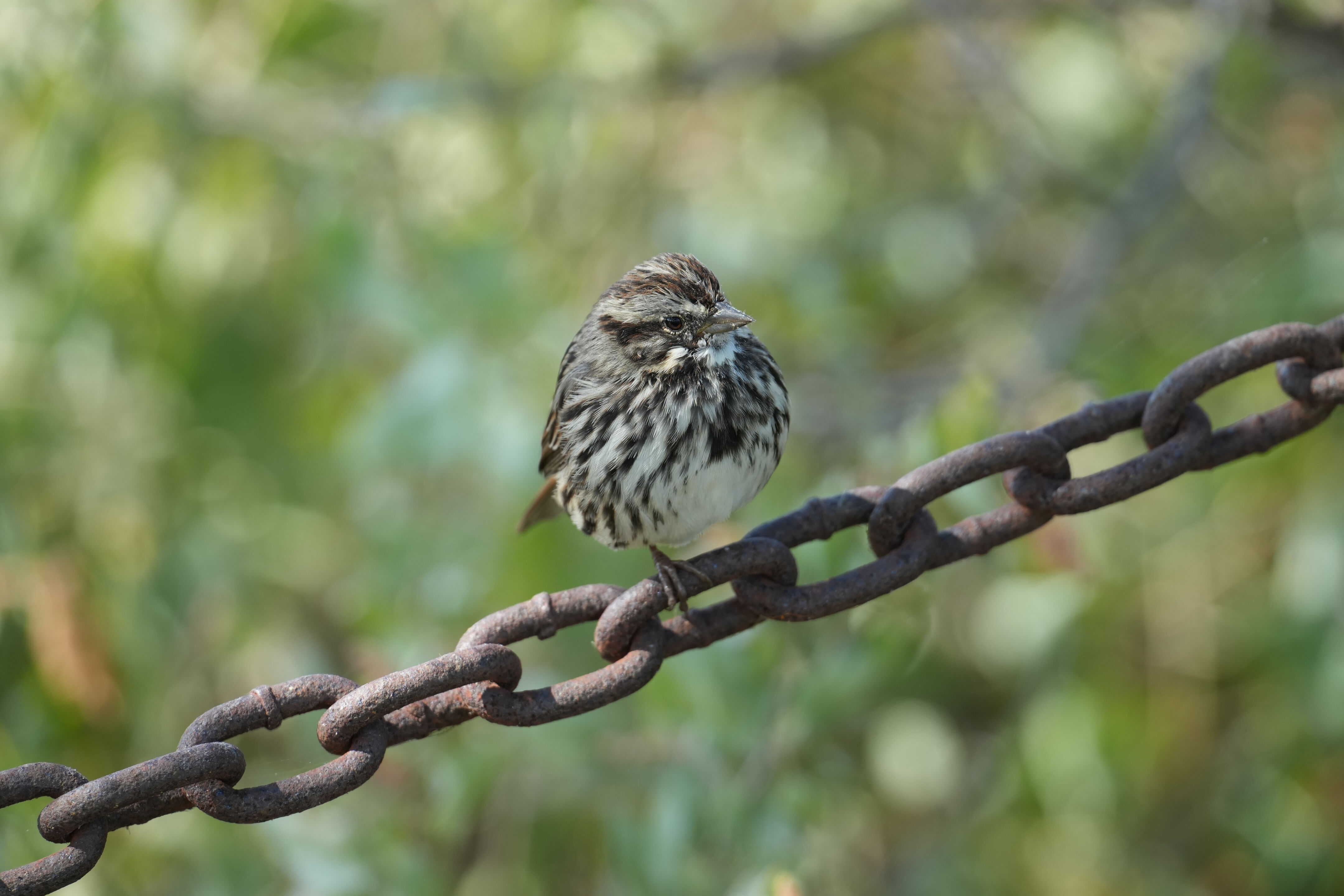 Baylands Nature Preserve