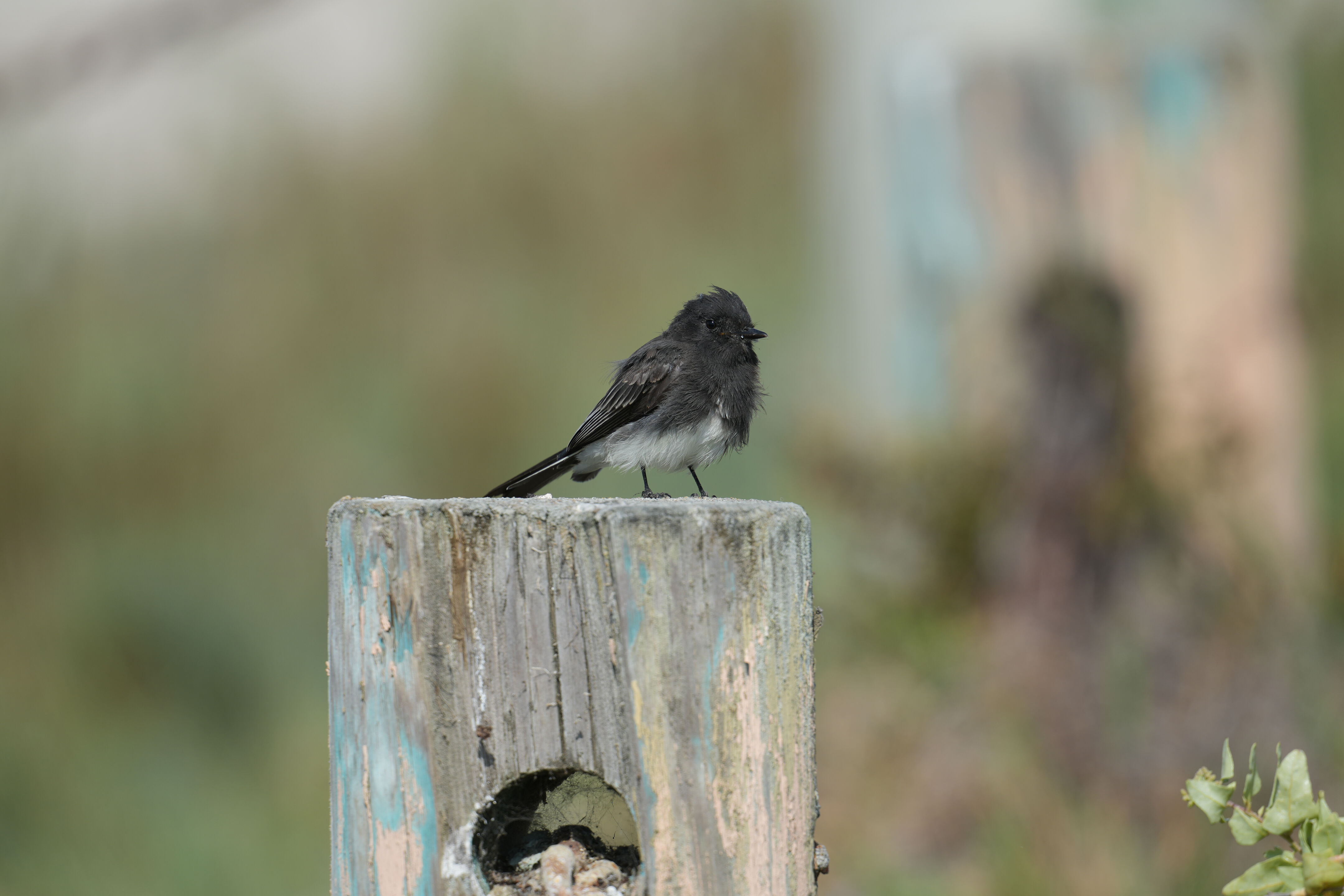 Baylands Nature Preserve