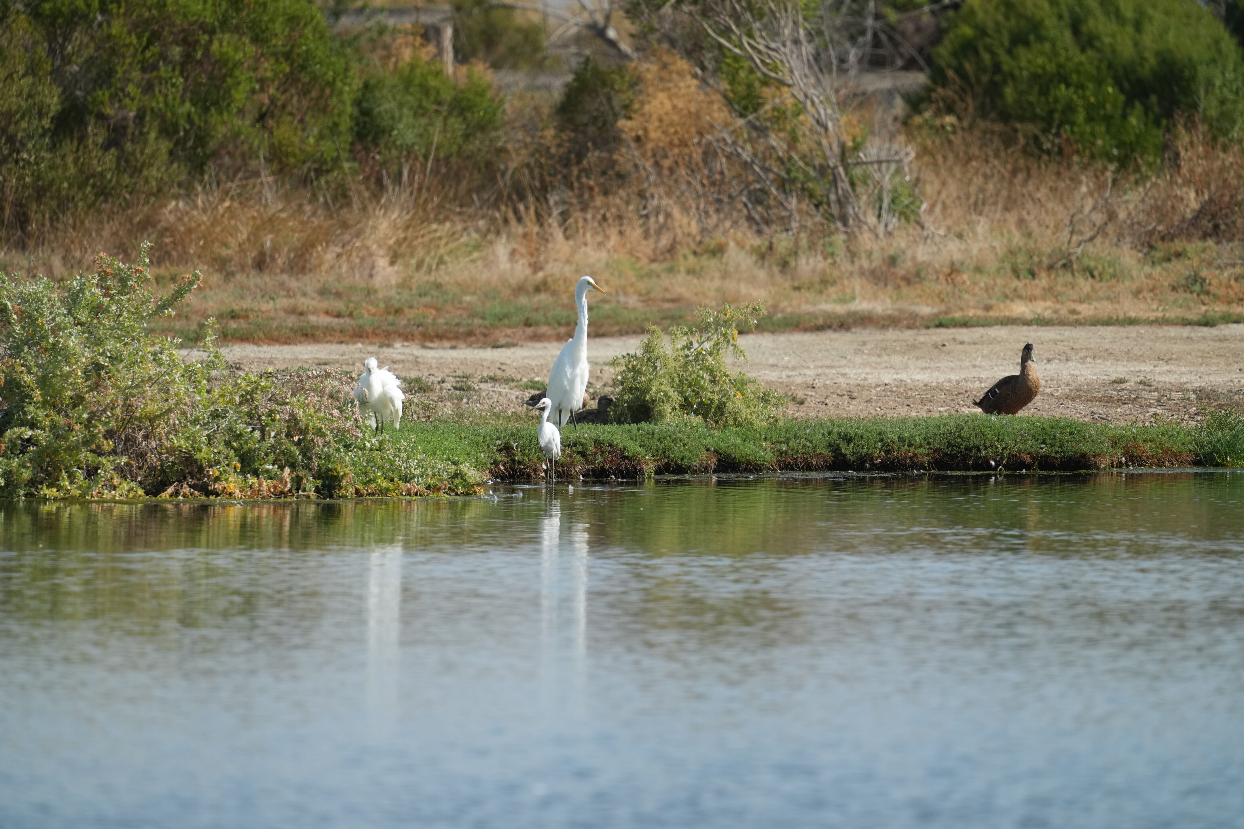 Baylands Nature Preserve