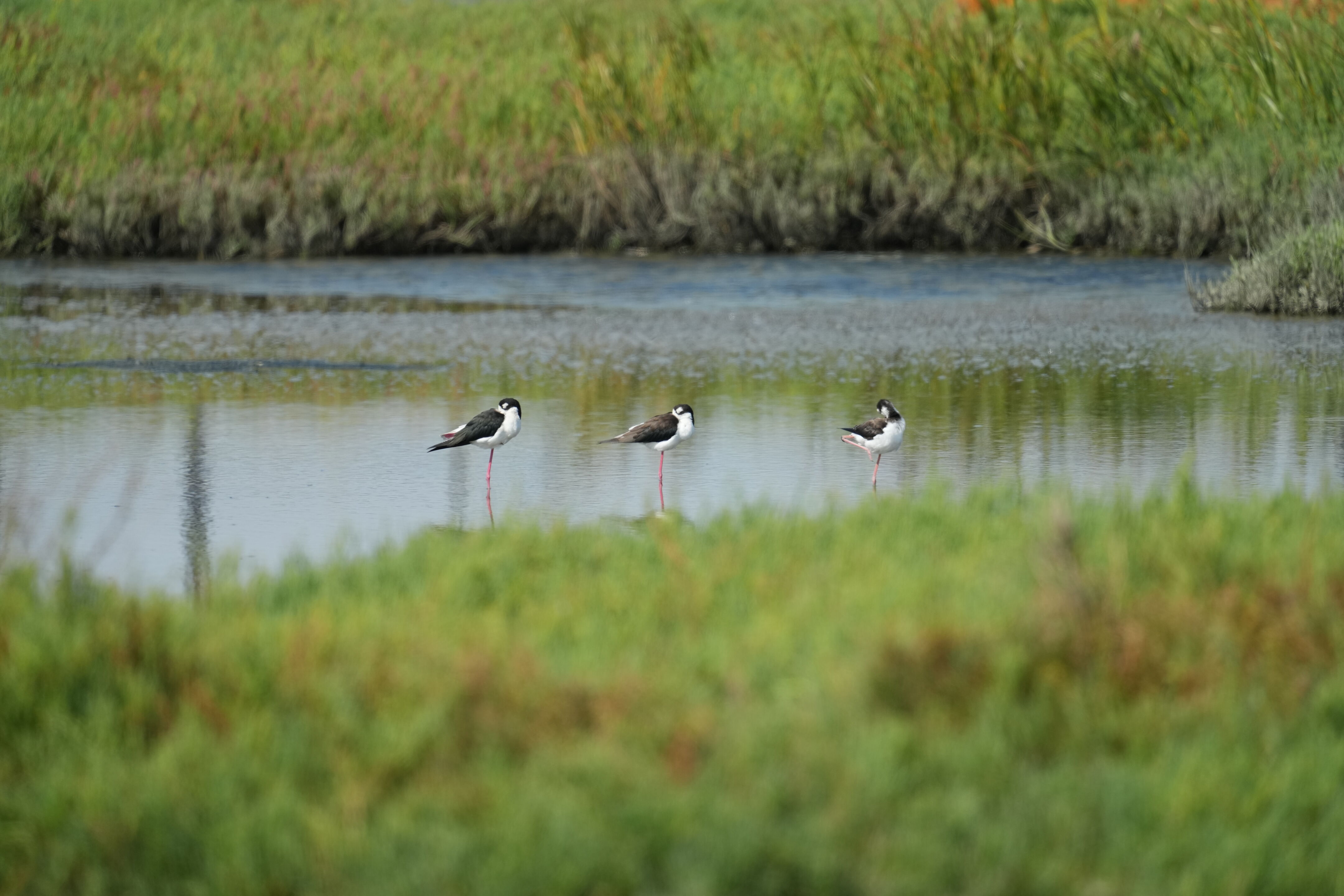 Baylands Nature Preserve