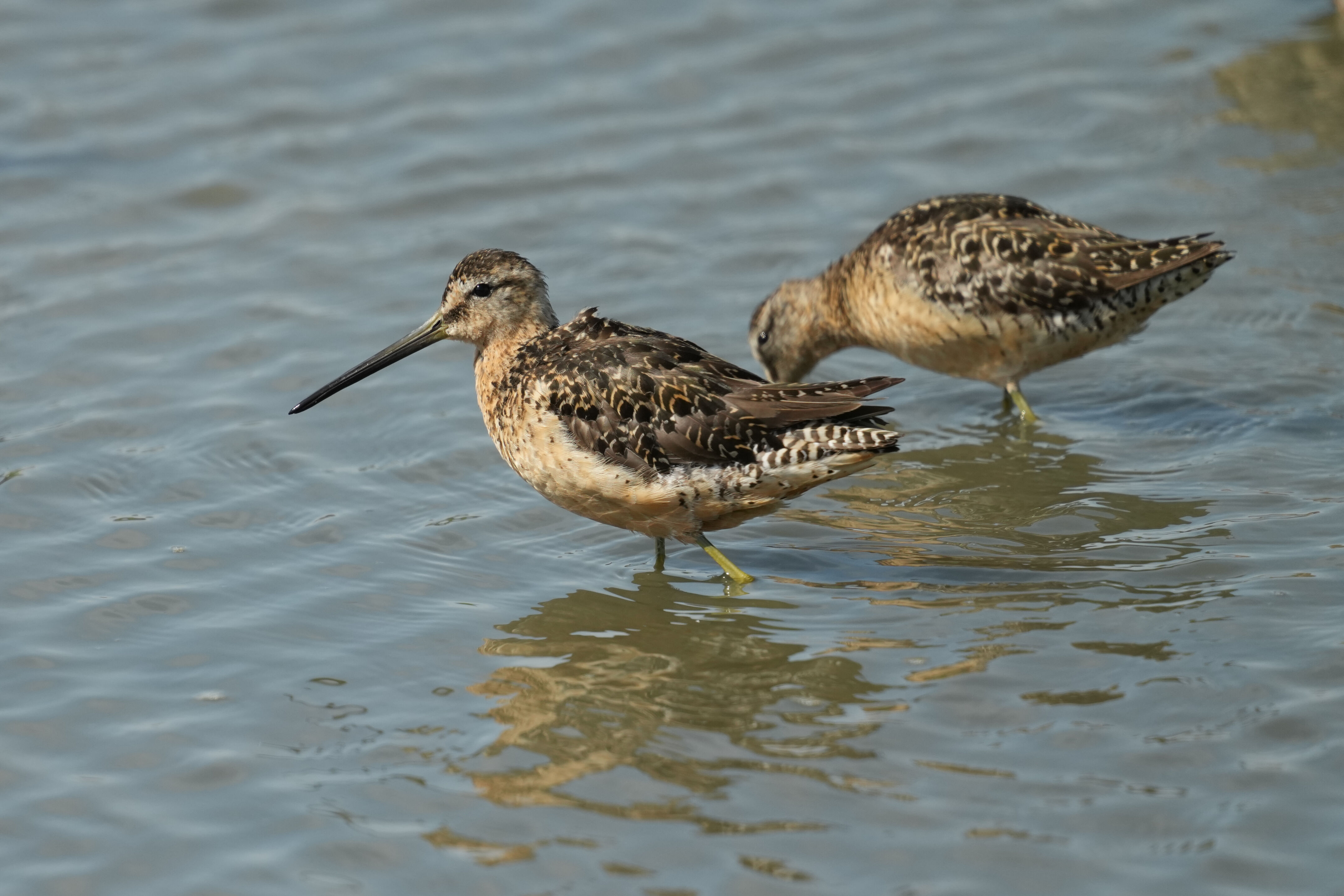 Baylands Nature Preserve