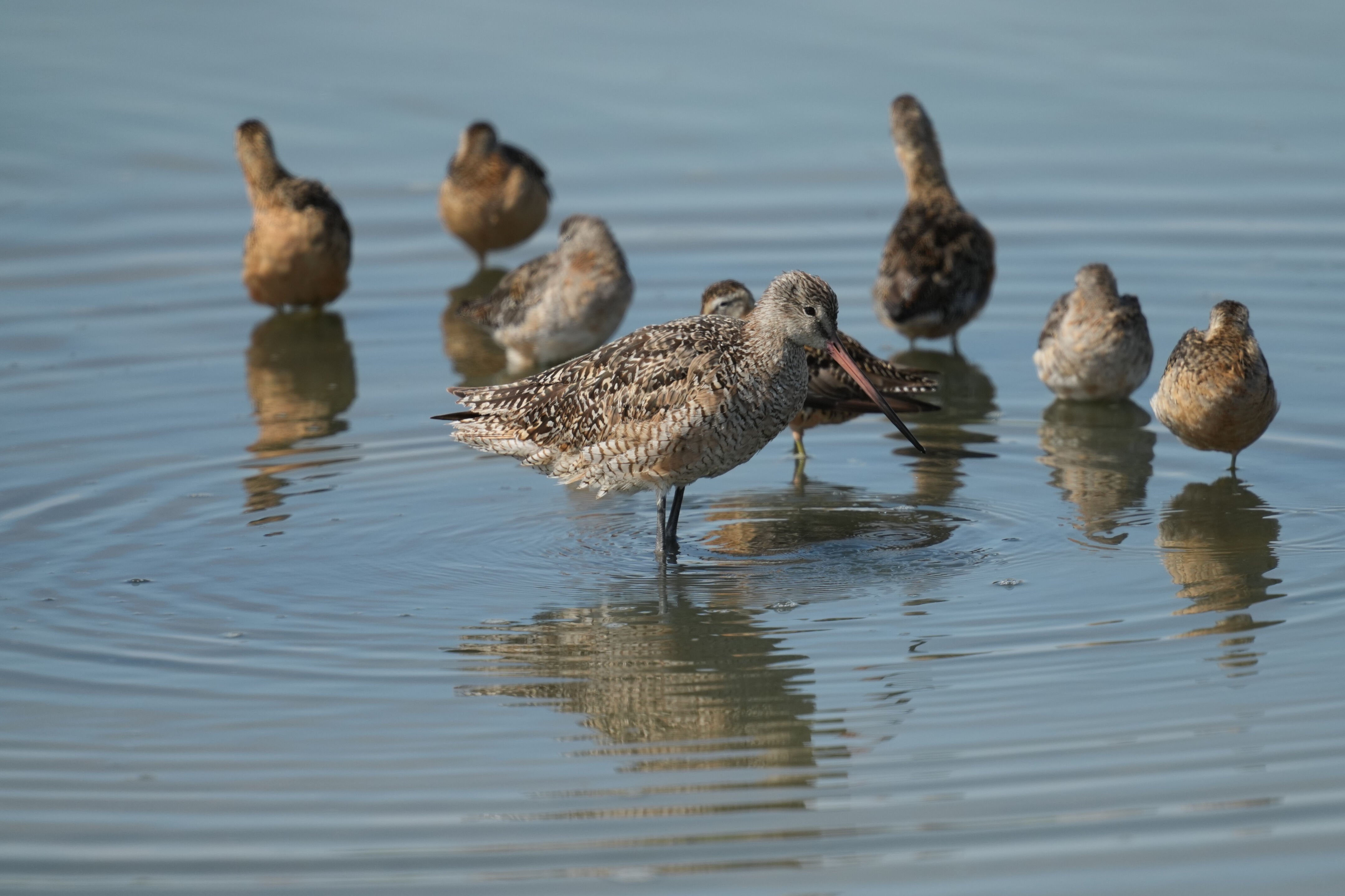 Baylands Nature Preserve