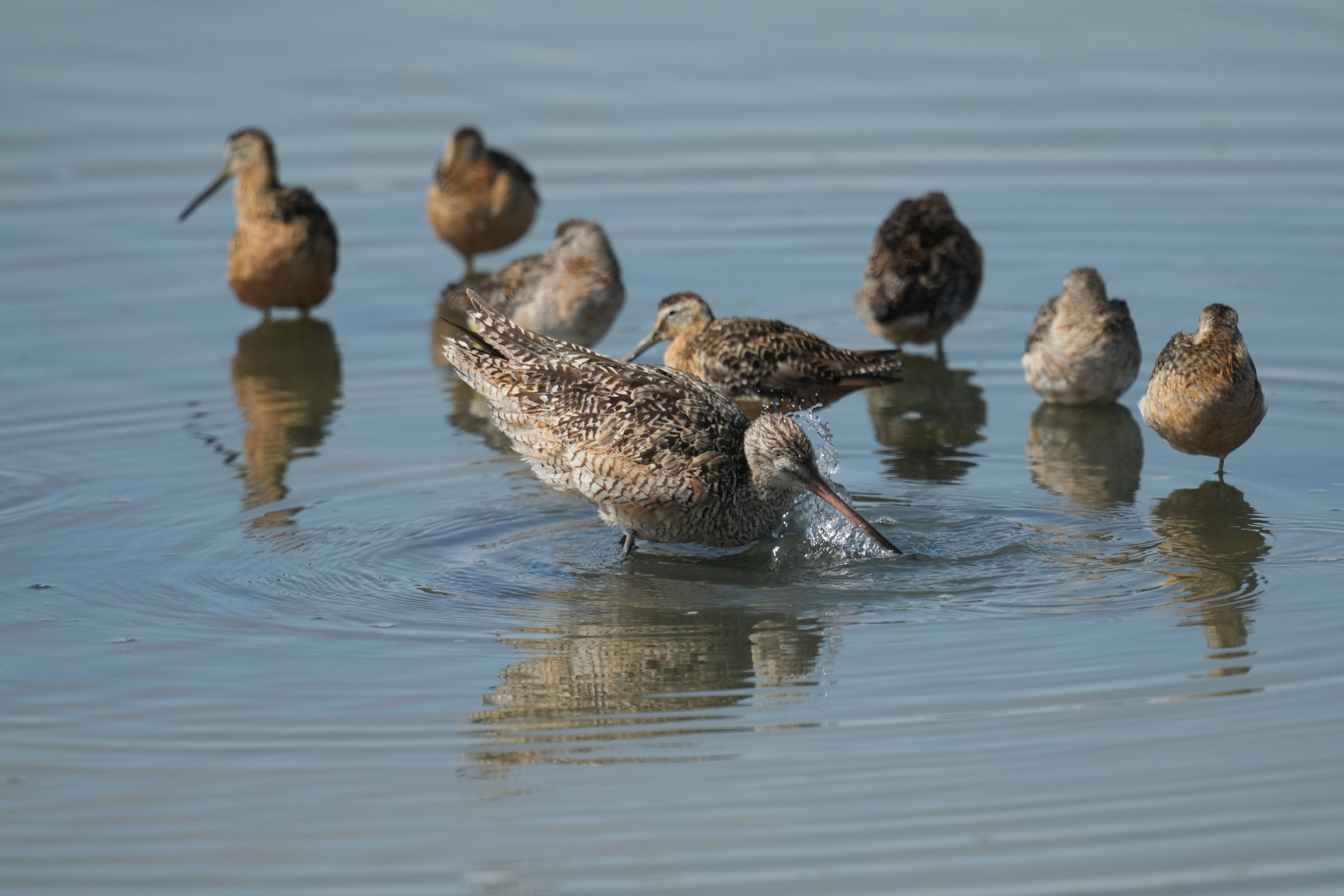 Baylands Nature Preserve