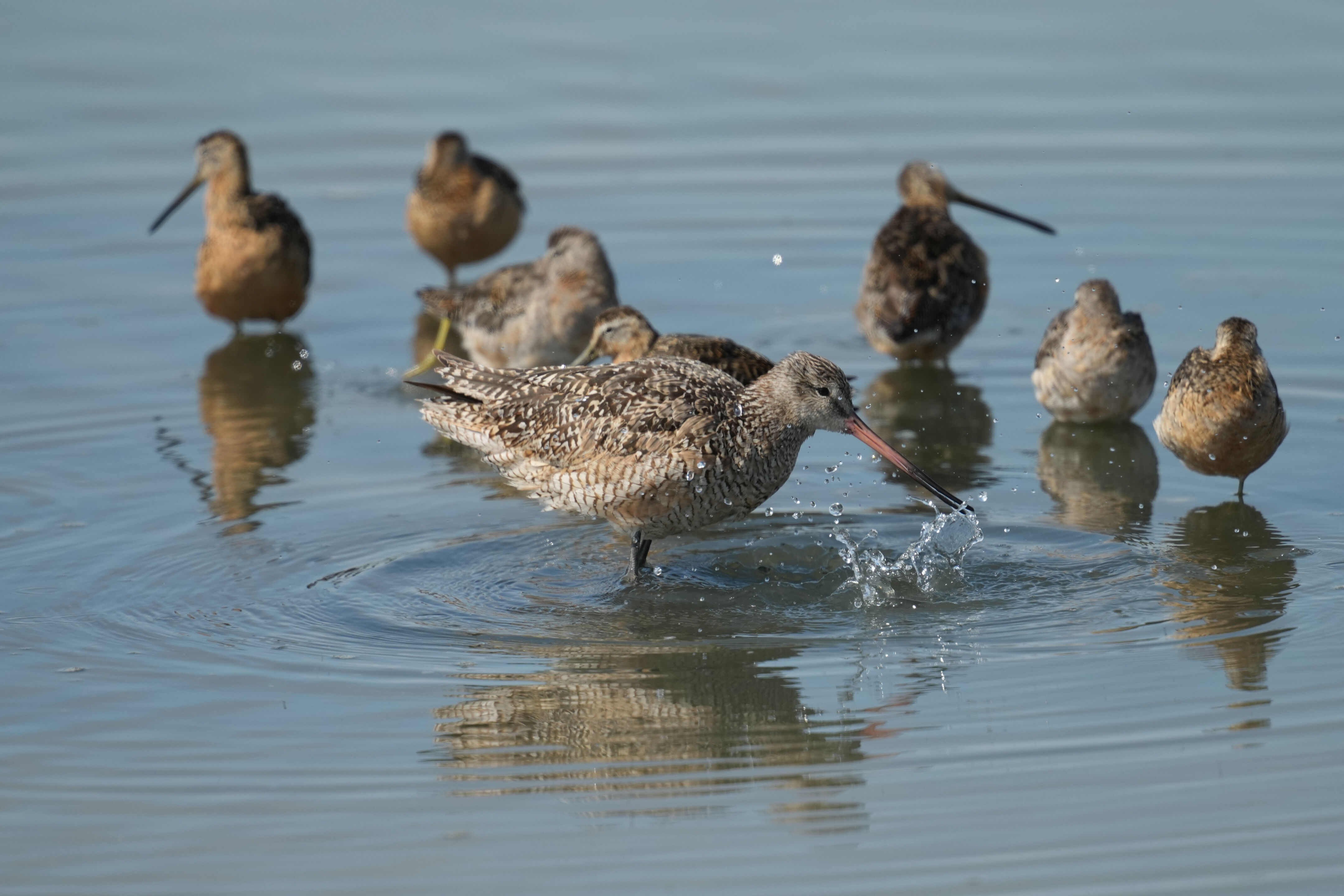 Baylands Nature Preserve