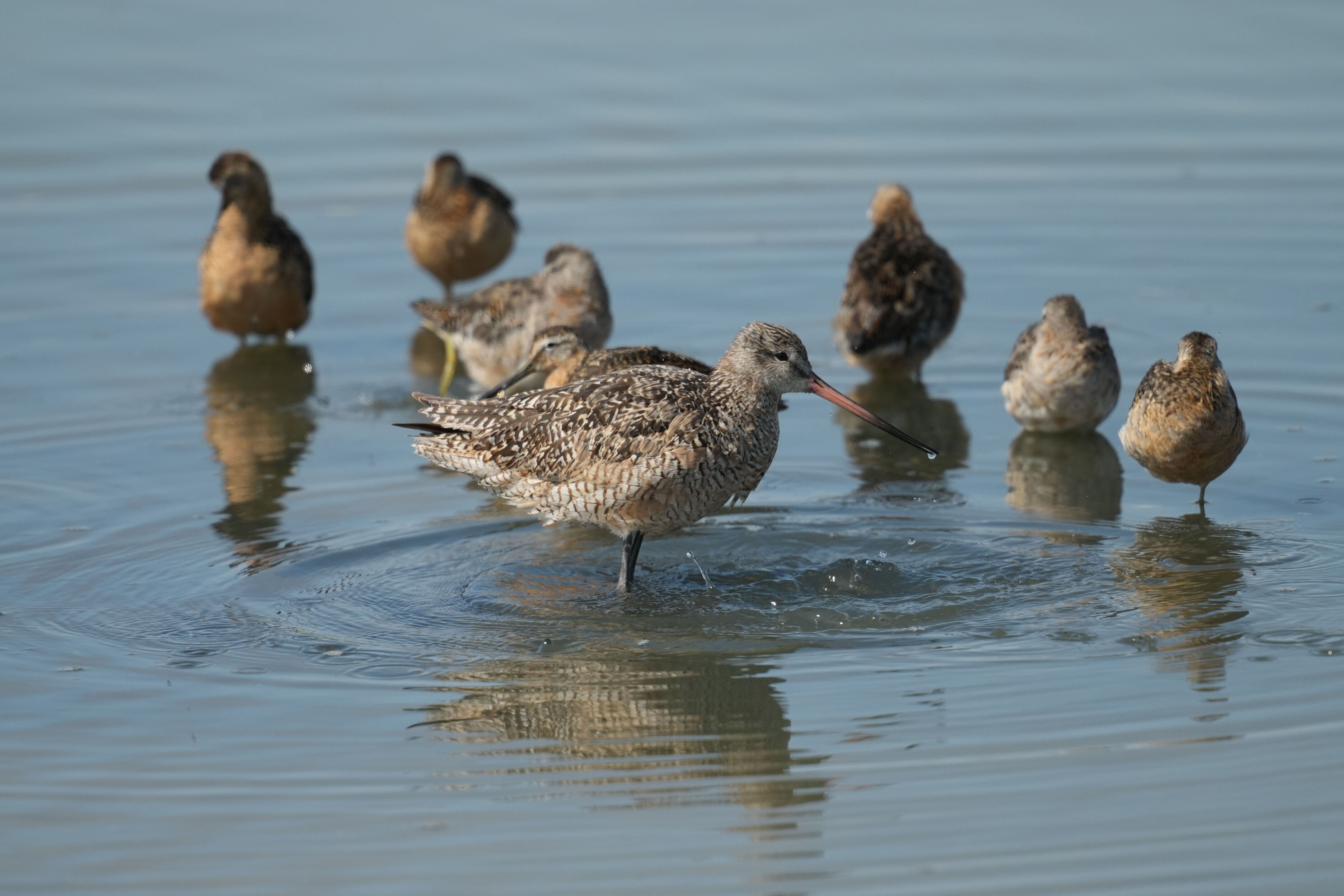 Baylands Nature Preserve