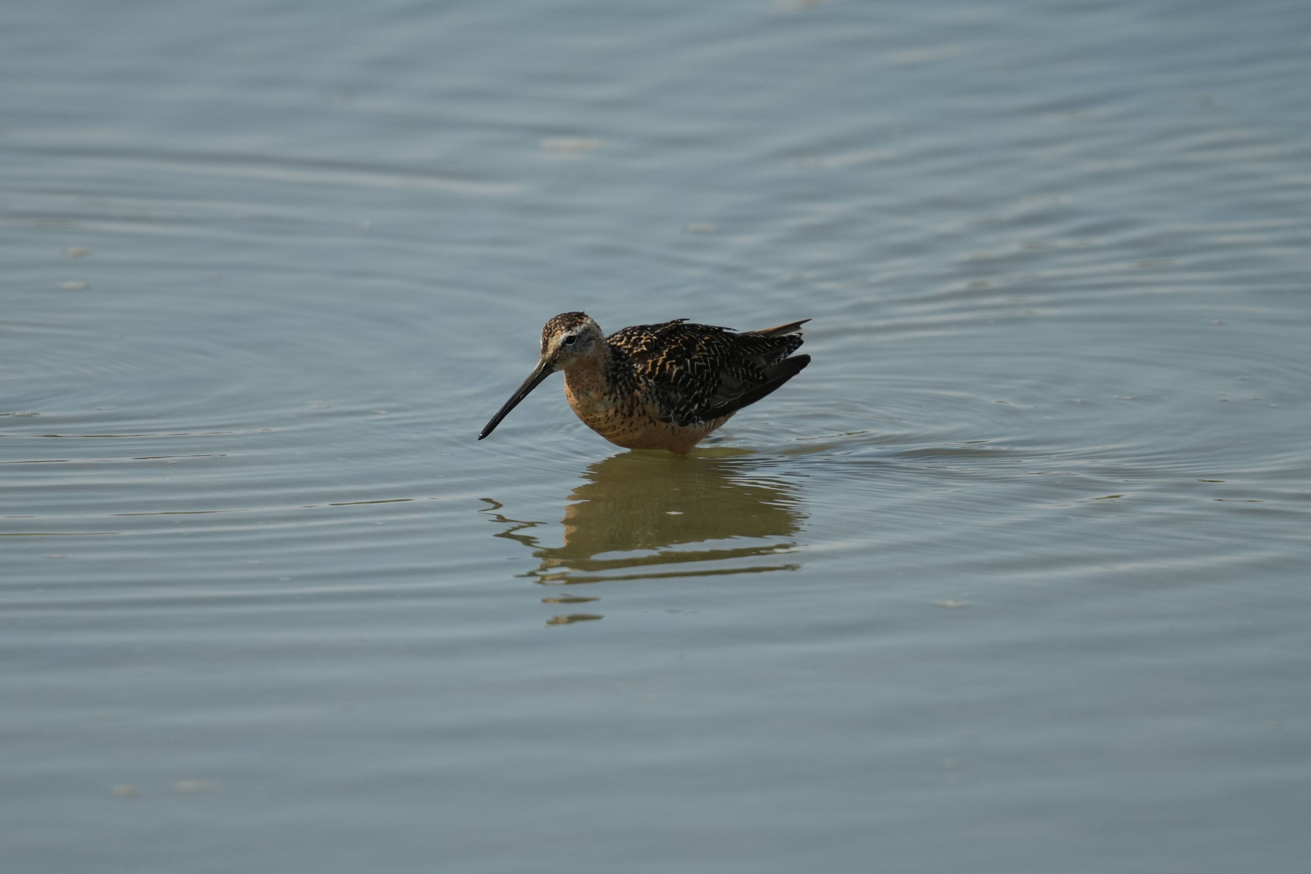 Baylands Nature Preserve