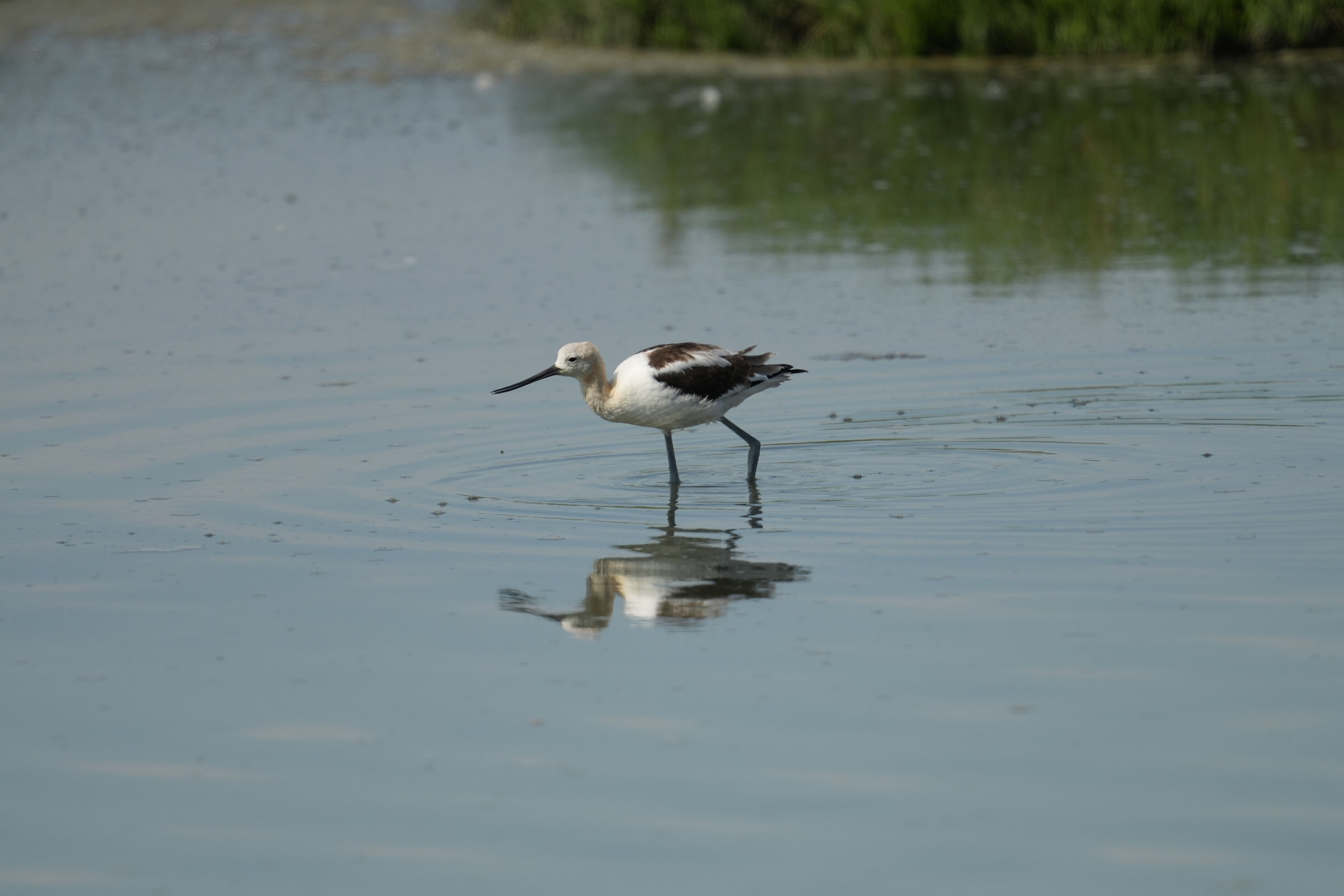 Baylands Nature Preserve