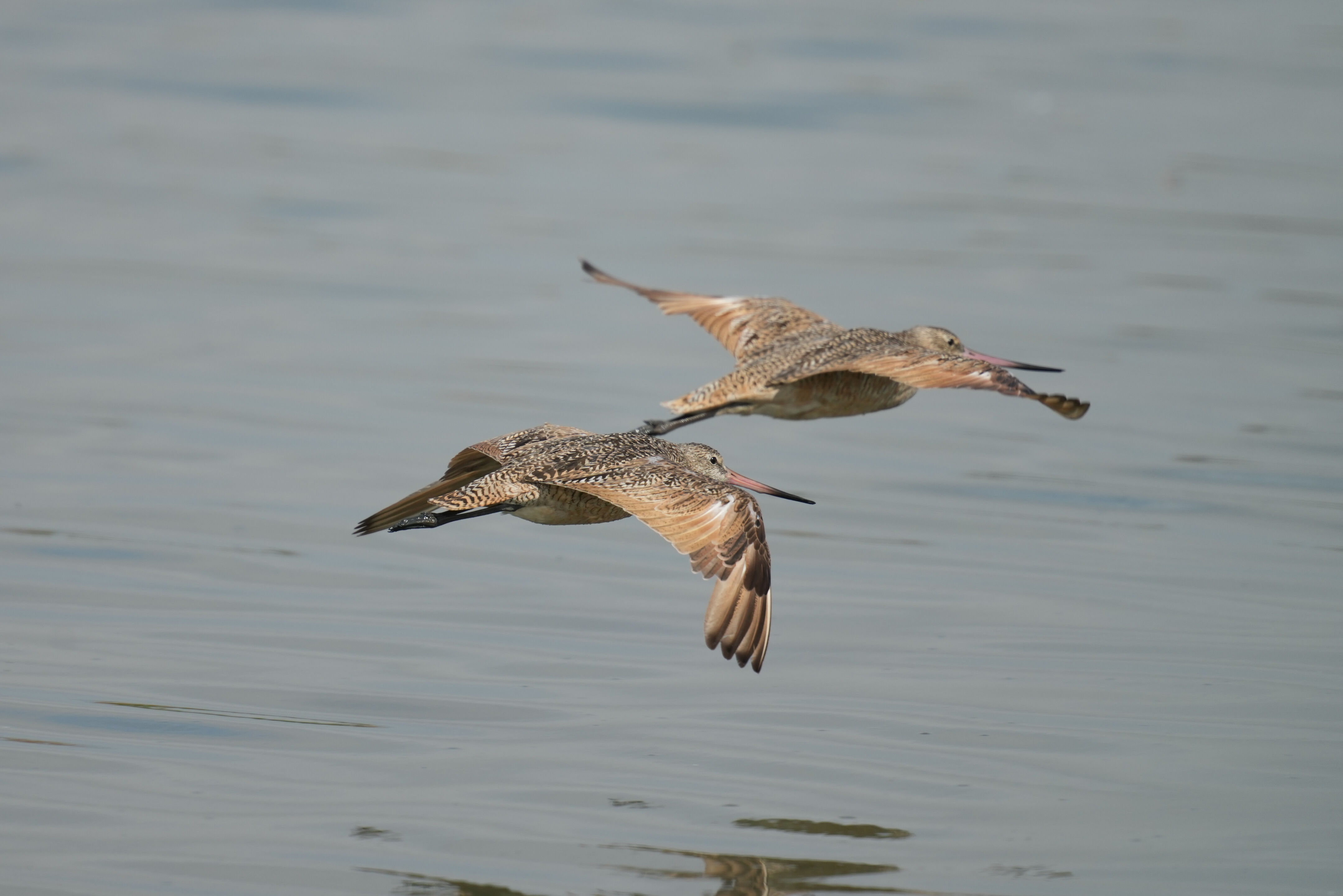 Baylands Nature Preserve