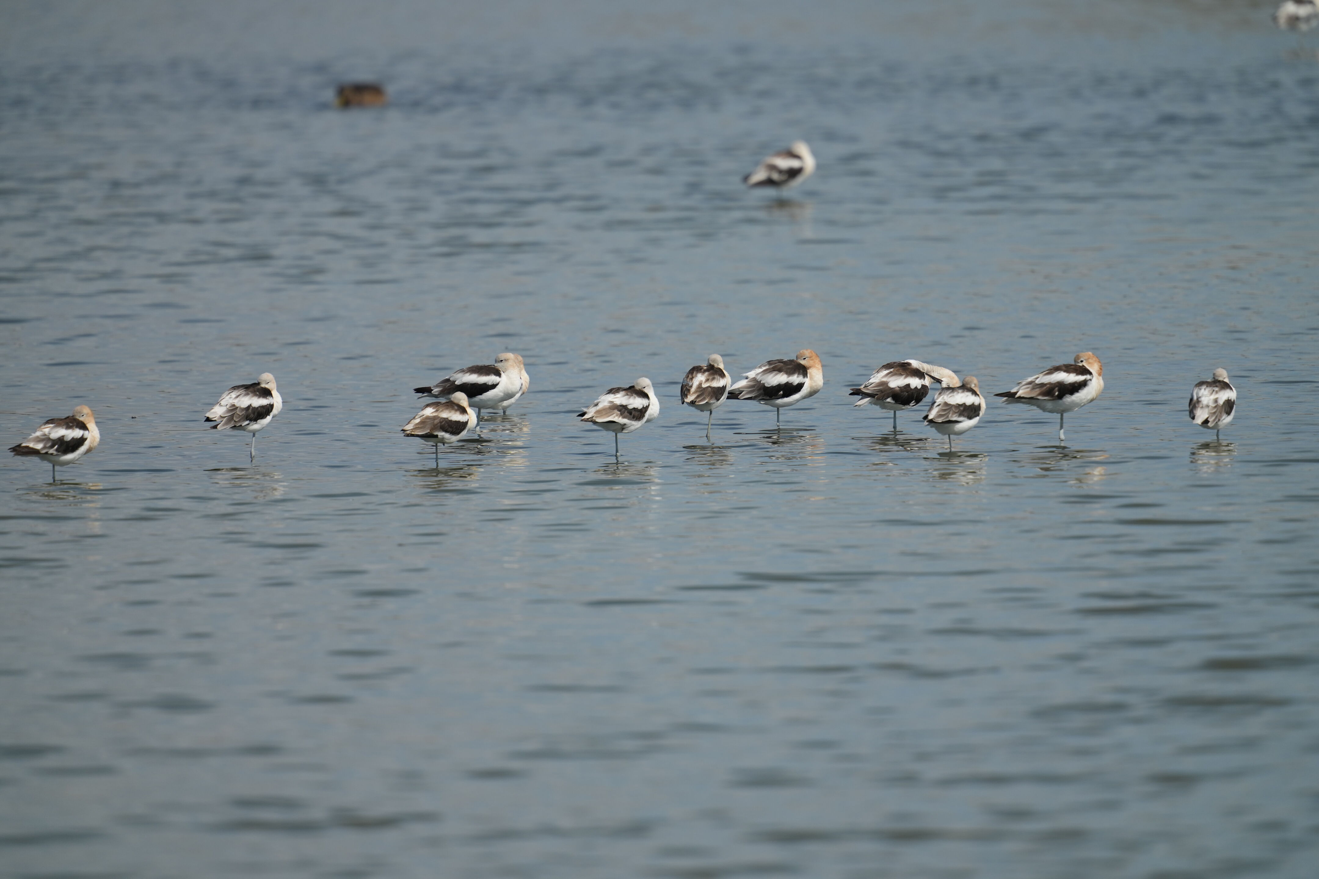 Baylands Nature Preserve