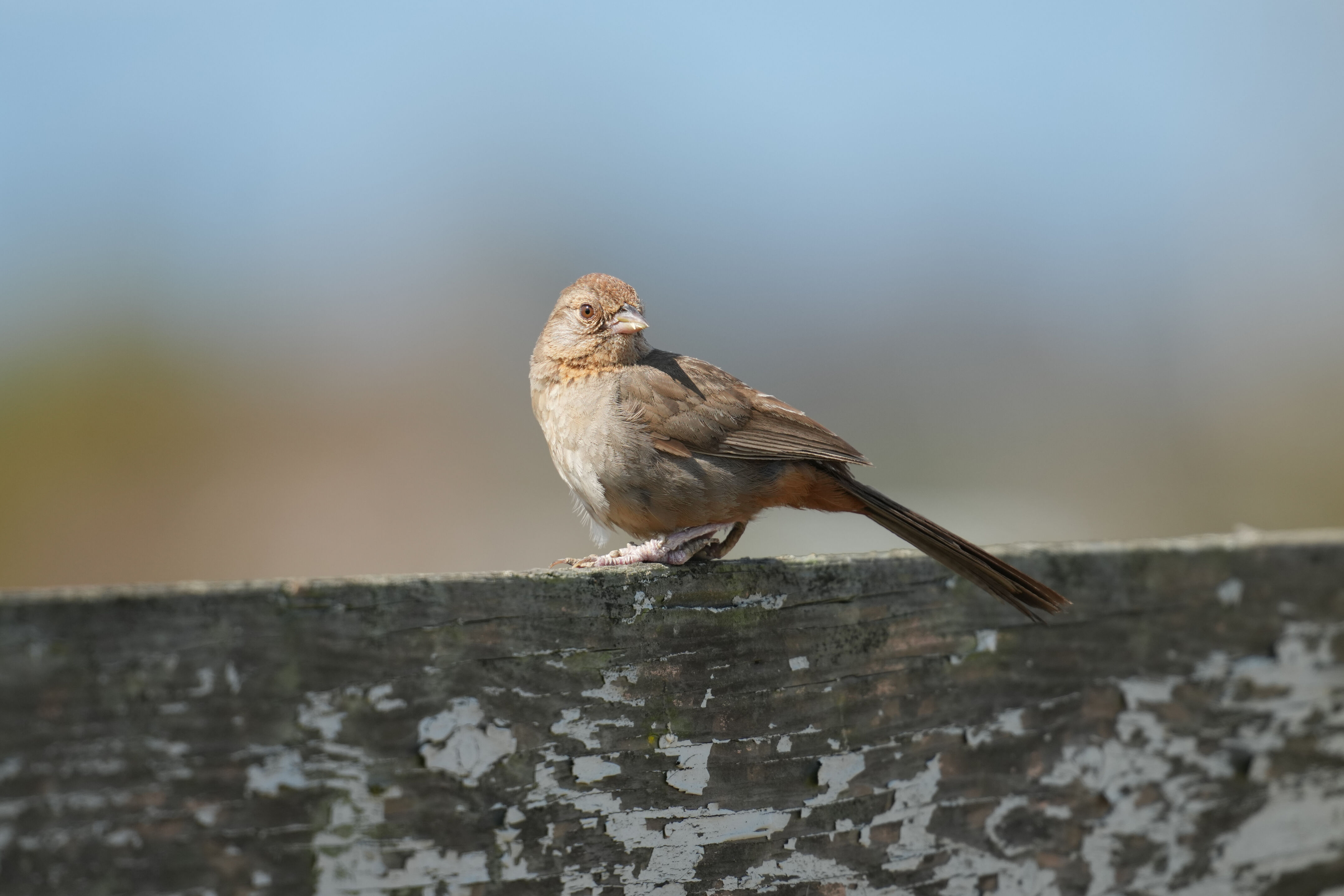 Baylands Nature Preserve